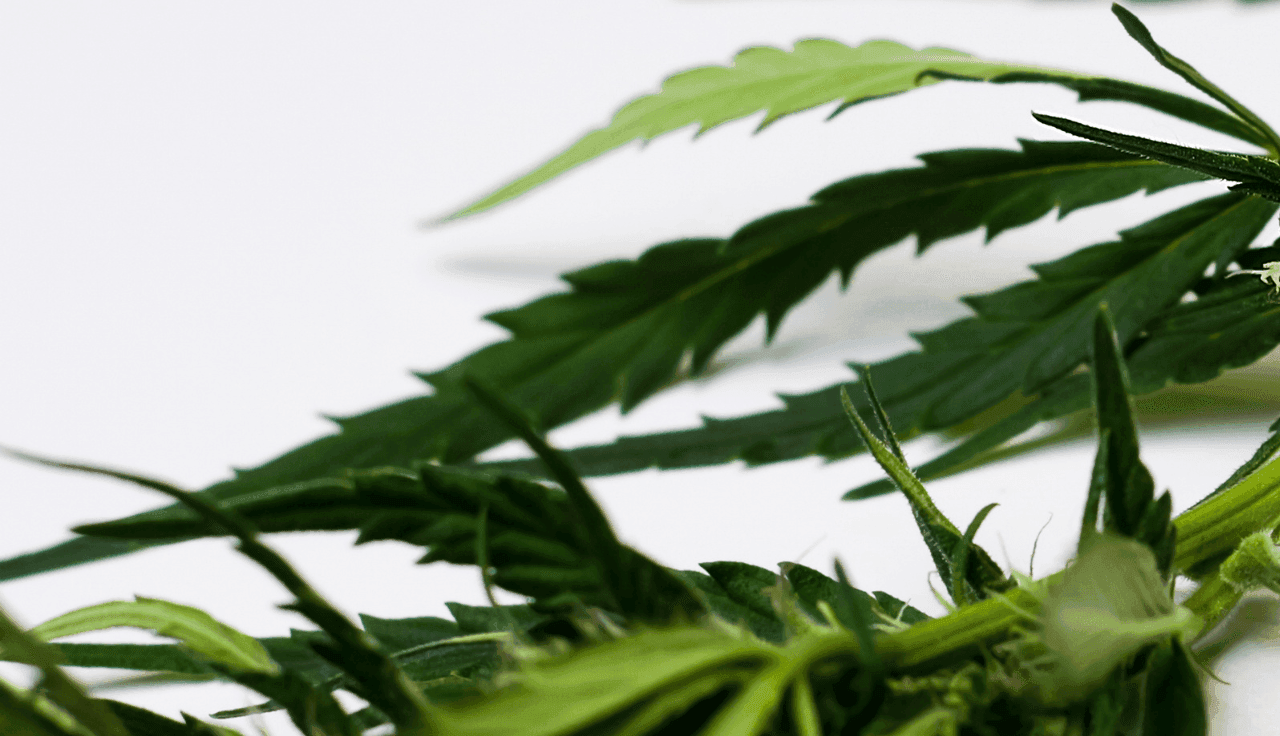 Cannabis Patient werden