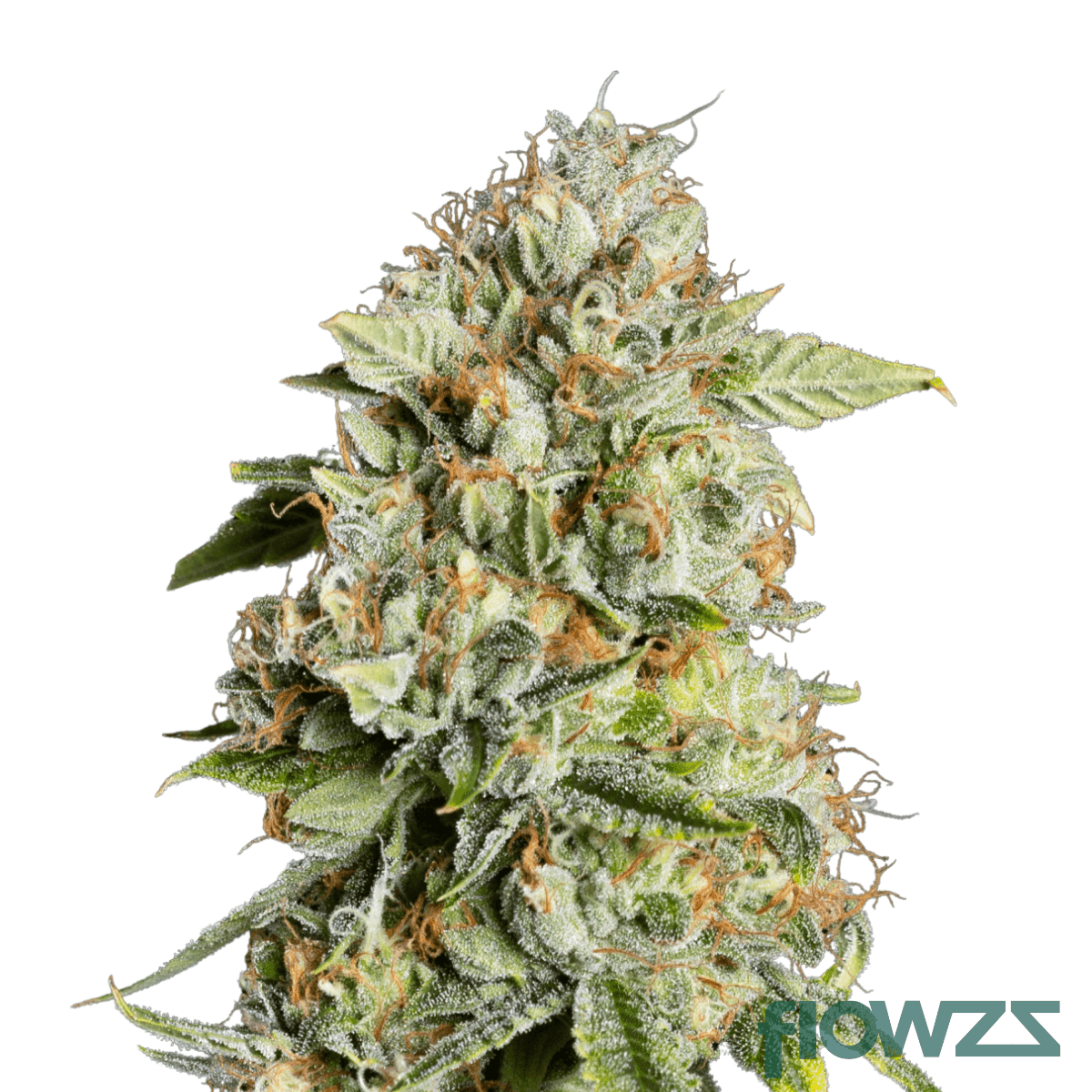garlic-zkittlez