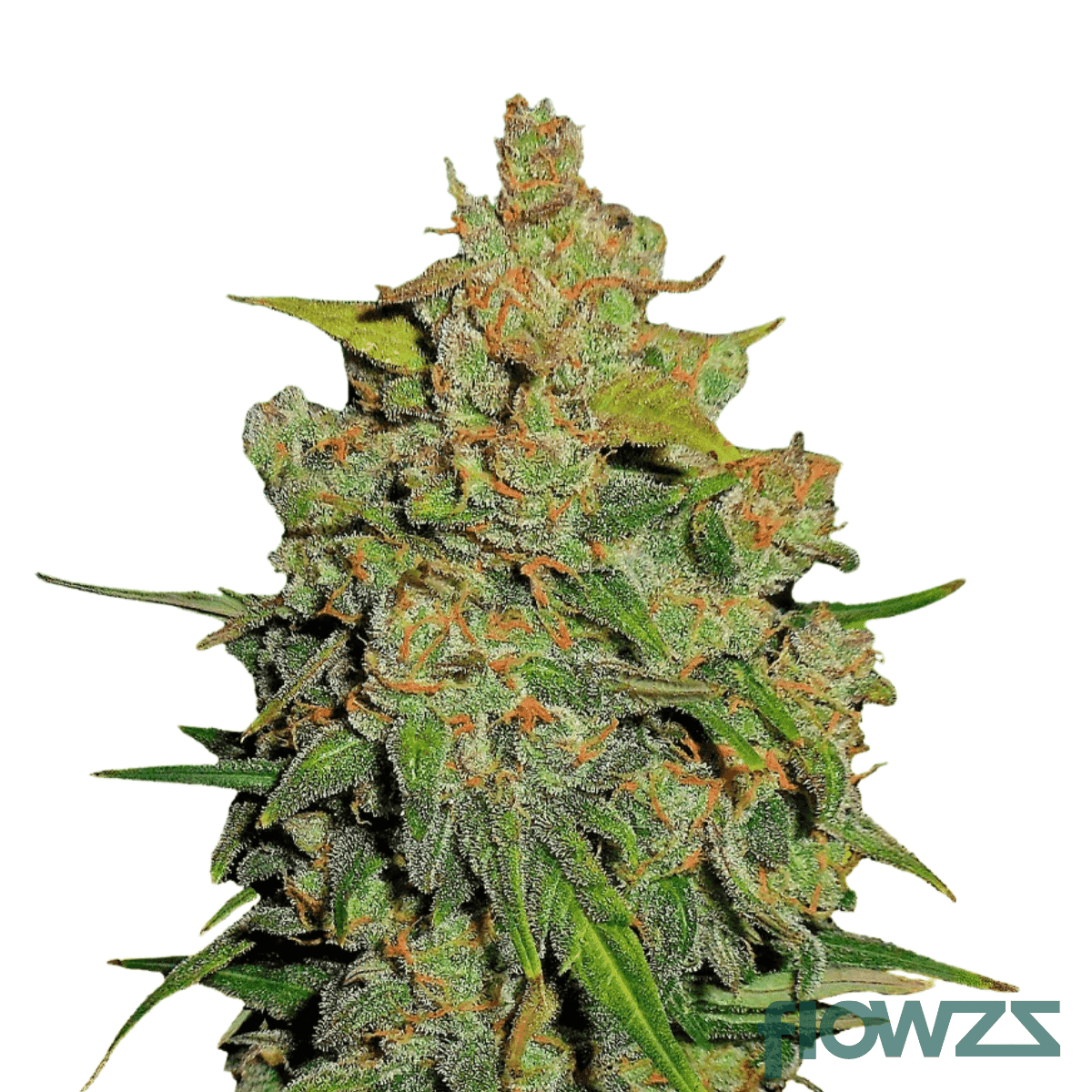strawberry-gorilla