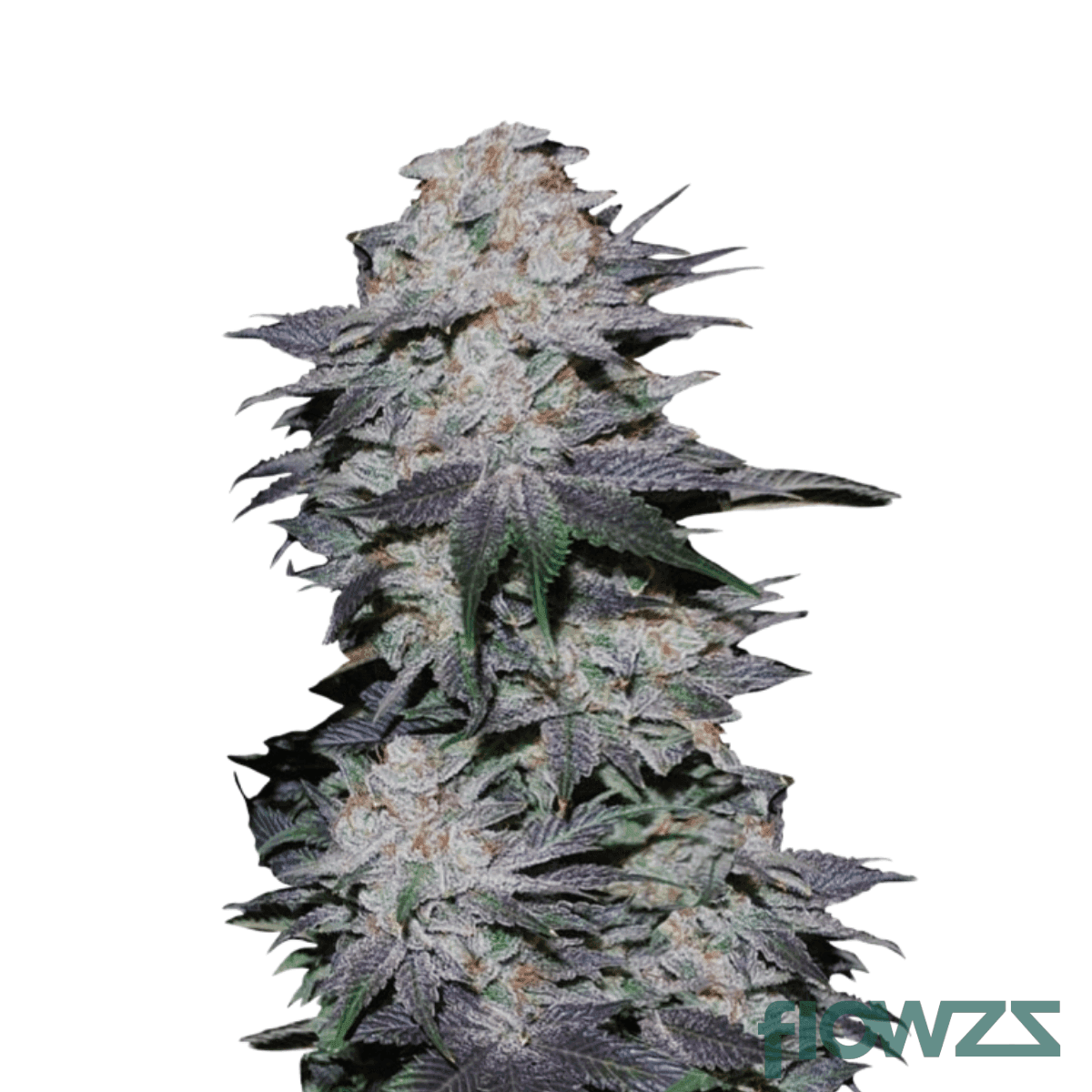 cream-cake-22