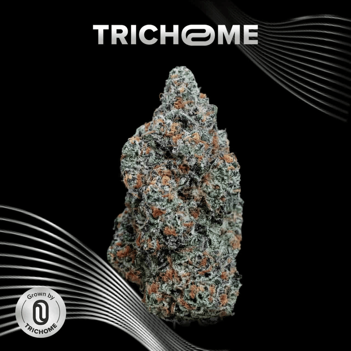  AMP Trichome GPP THC24 Grapefruit Purple Punch
