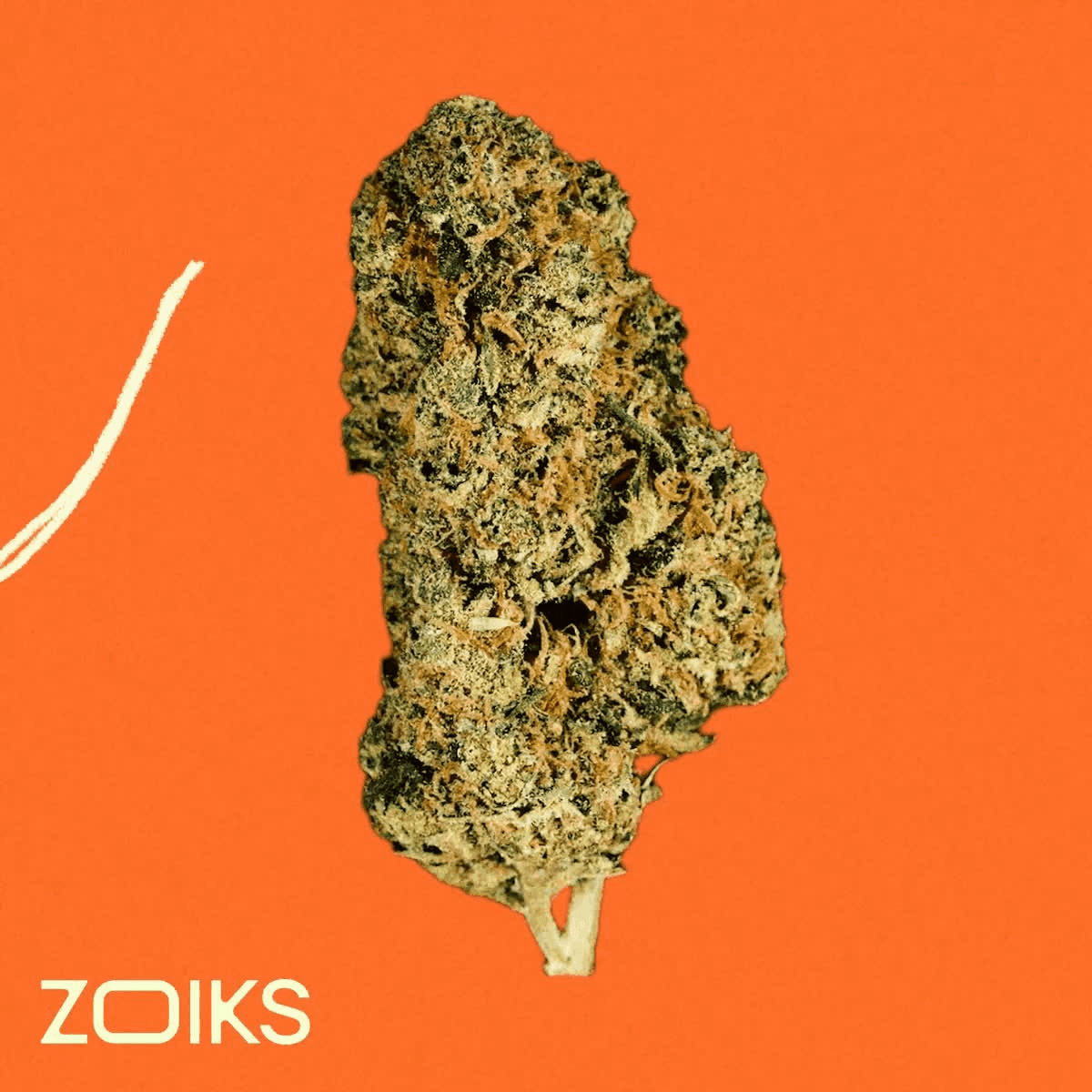 ZOIKS 31/1 TG Tangrini