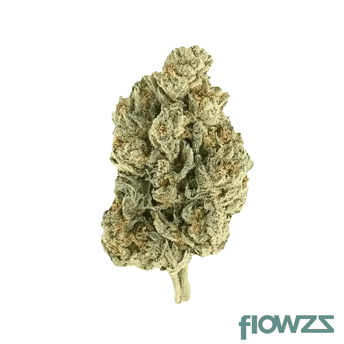 pop-up-no-5-22-1-jokerz-31