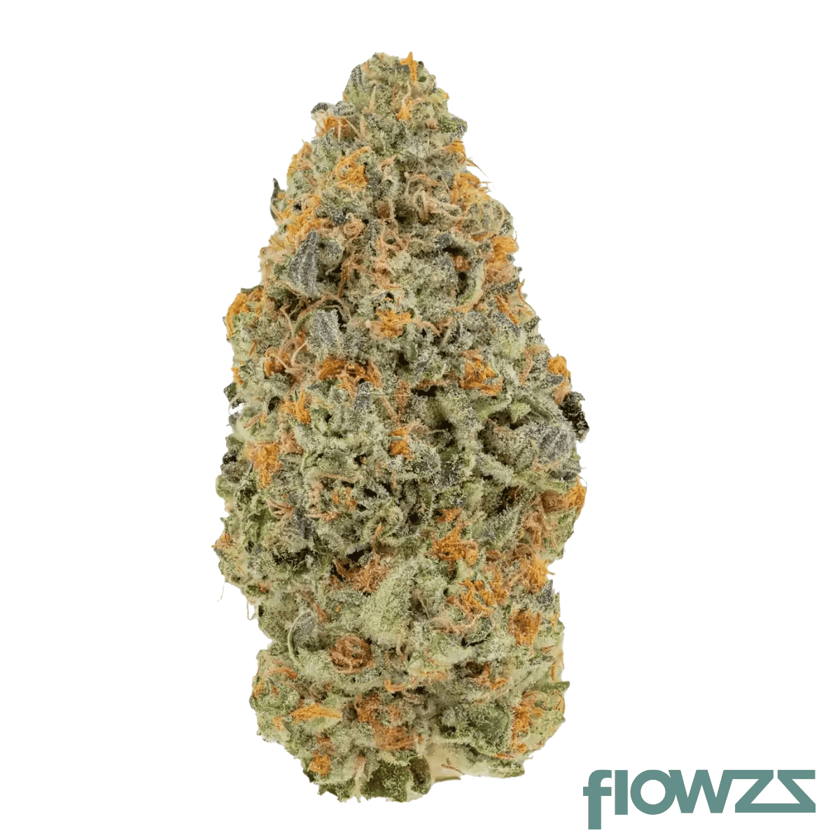 barongo-22-1-clarion-pink-certz