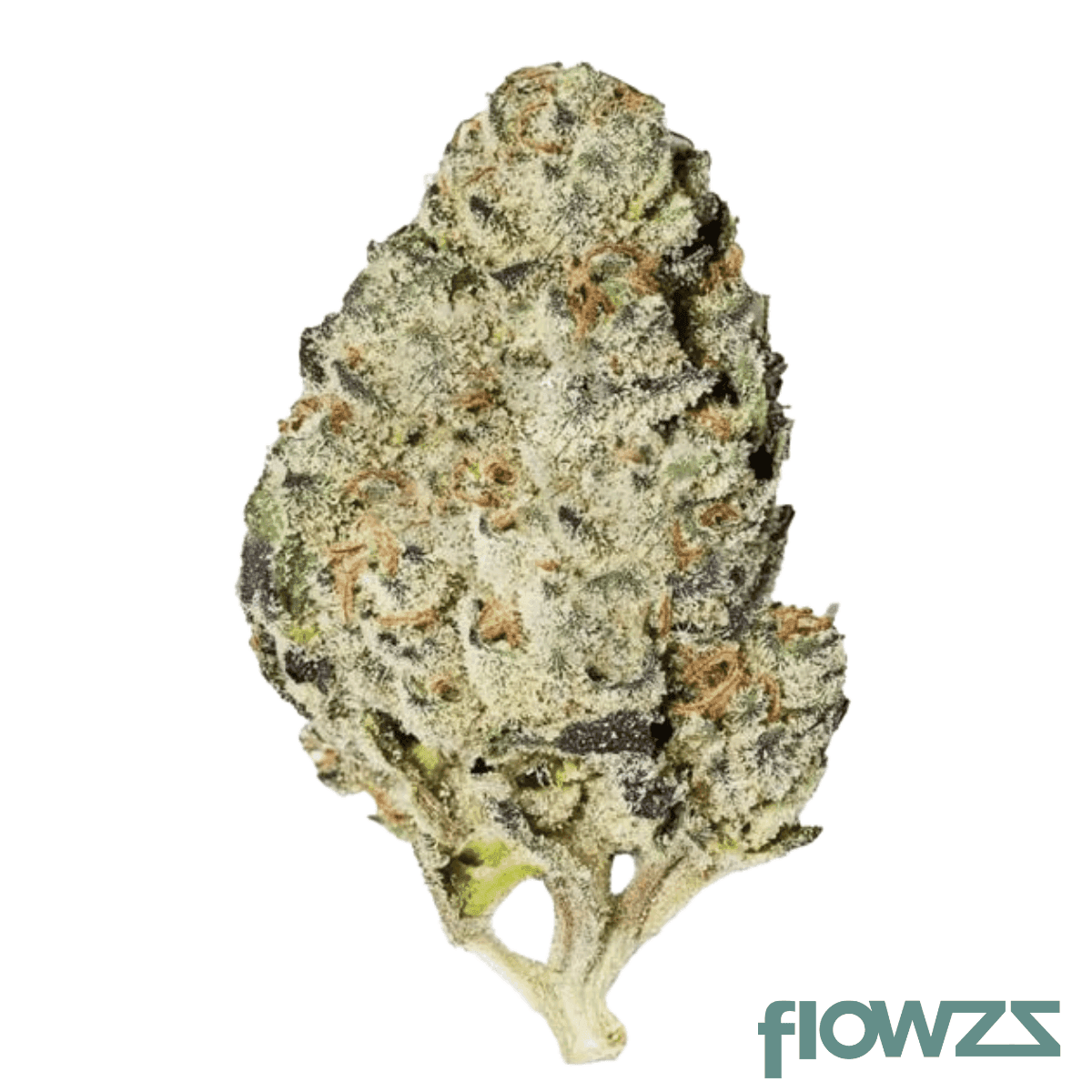 mgf-20-23-1-tropicana-banana