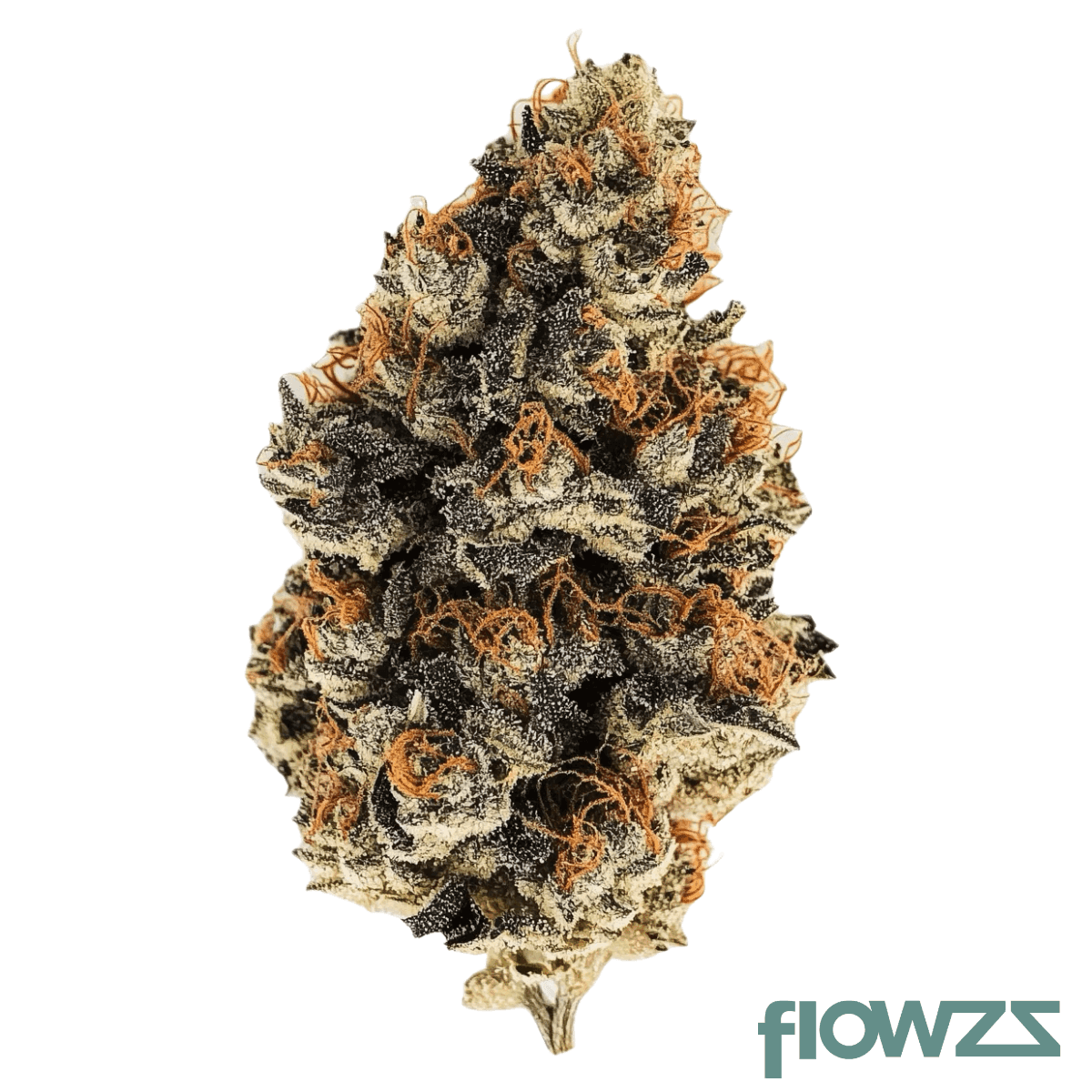 luana-20-1-donny-b-bunatic