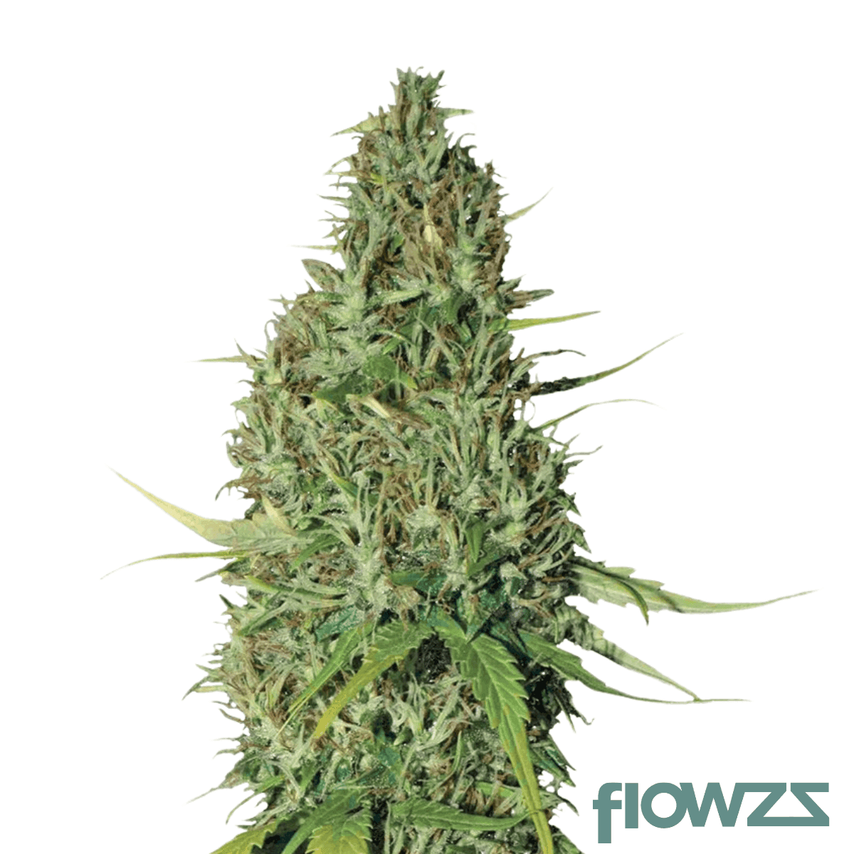 zqueeze