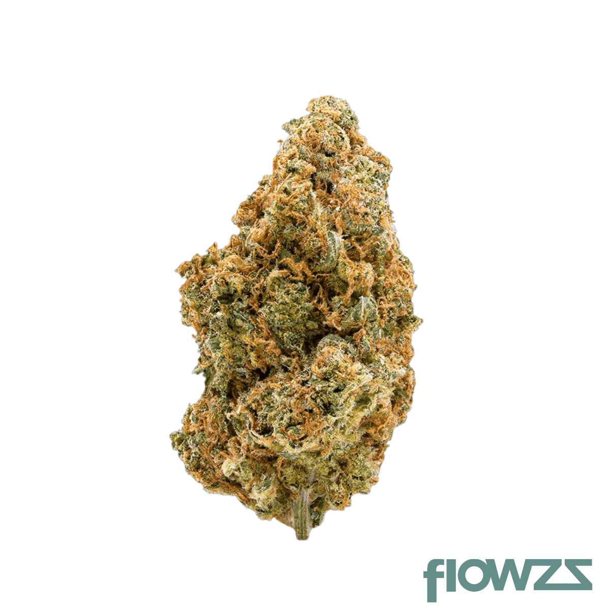 amici-33-1-std-stardawg