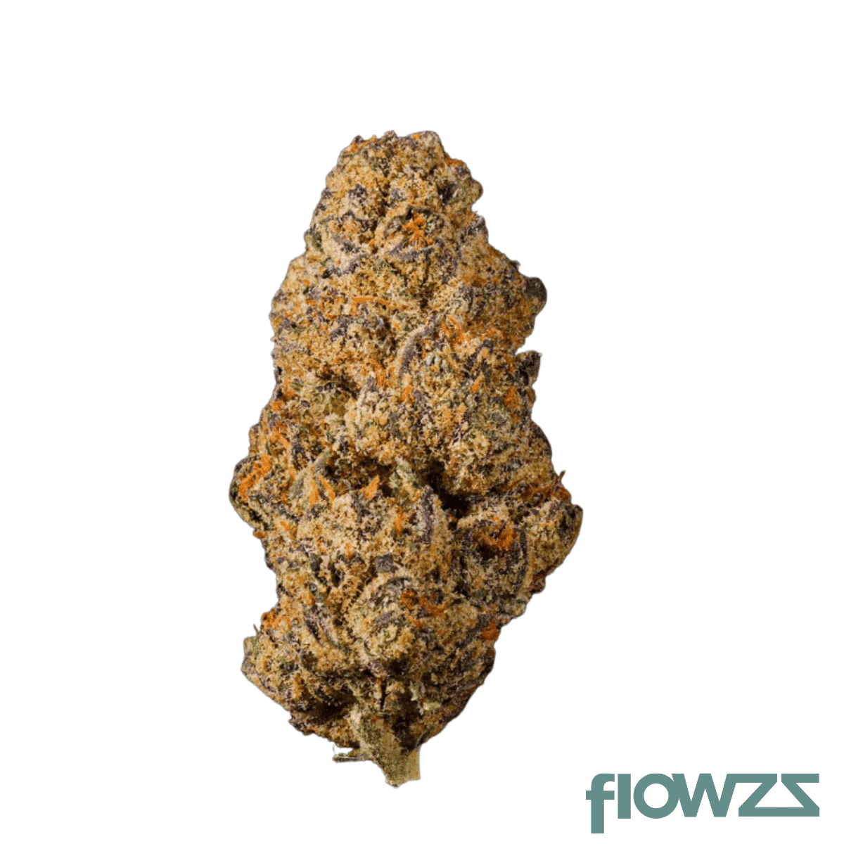 pop-up-no-3-22-1-zqueeze