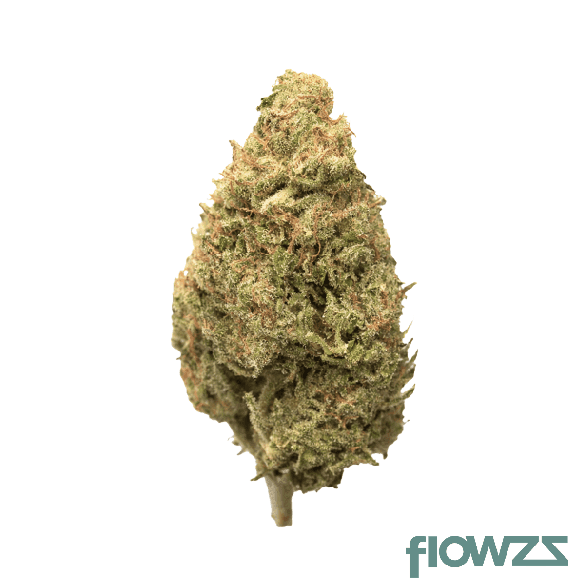 amp-khi-pup-thc25-purple-planet