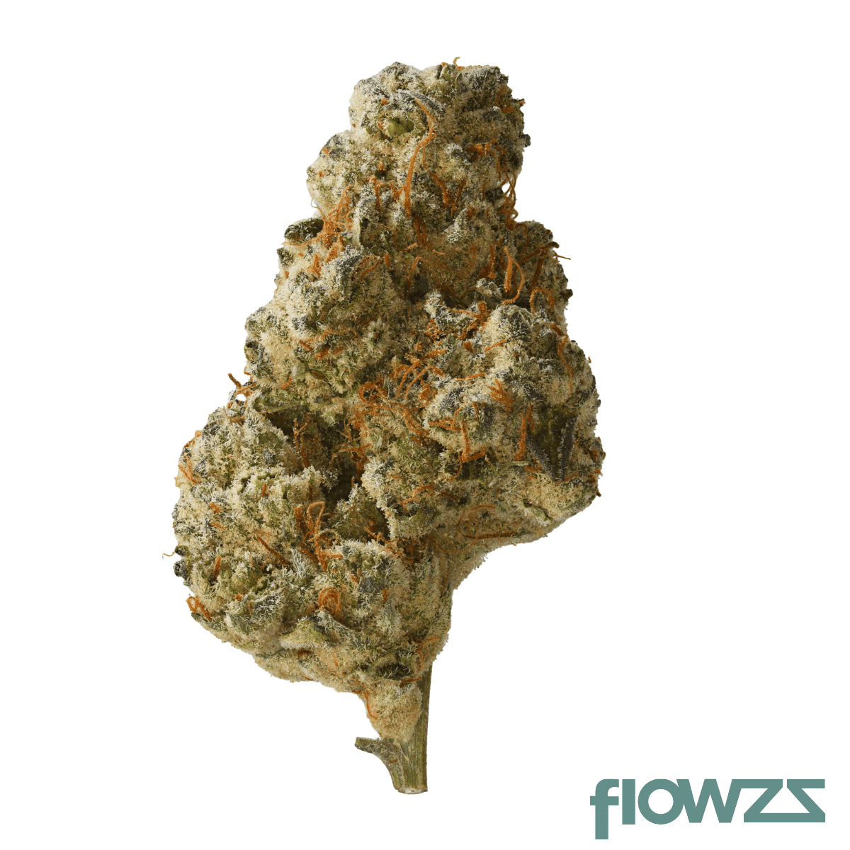 patagonia-jp10-34-1-jokerz-pop-10