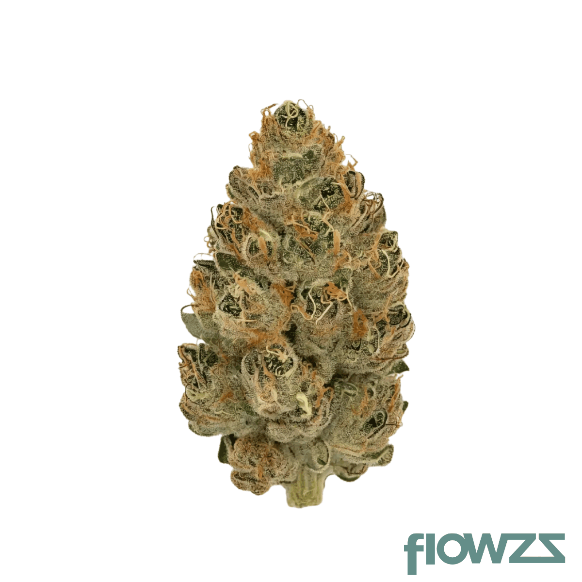 nice-26-1-nwa-new-waves
