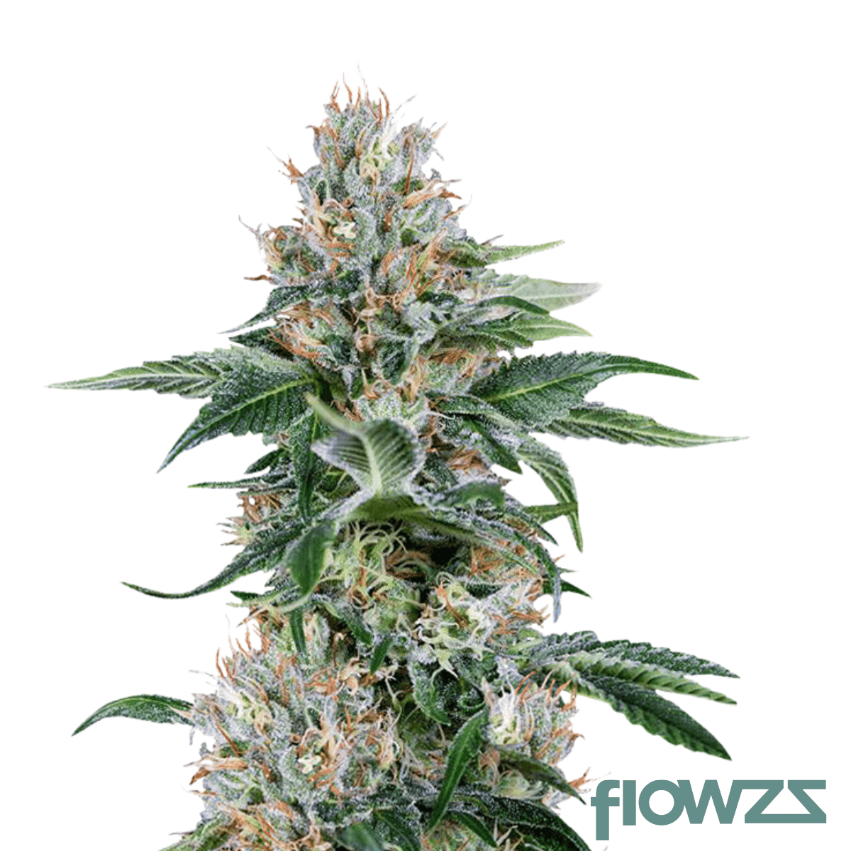 orange-juice-x-girl-scout-cookies