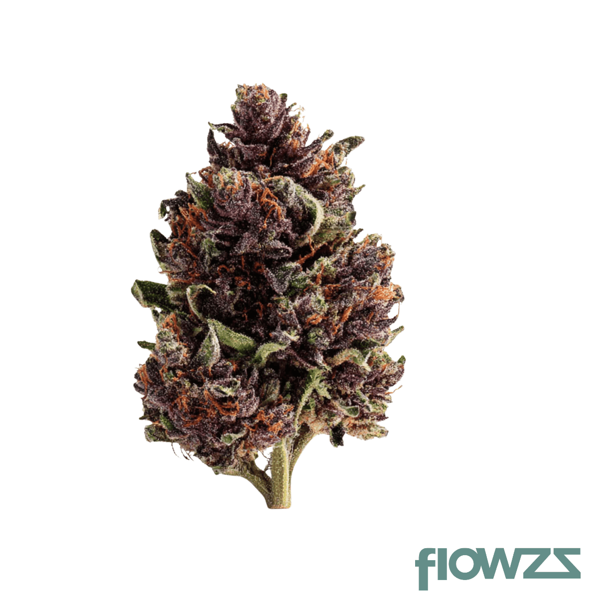 pop-up-no-1-26-1-hindu-kush-zkittlez