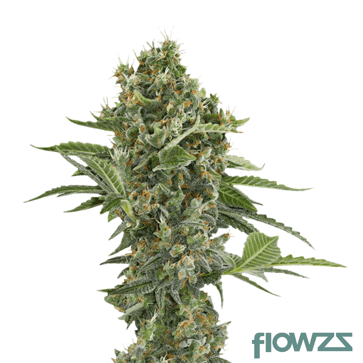 kweens-kush