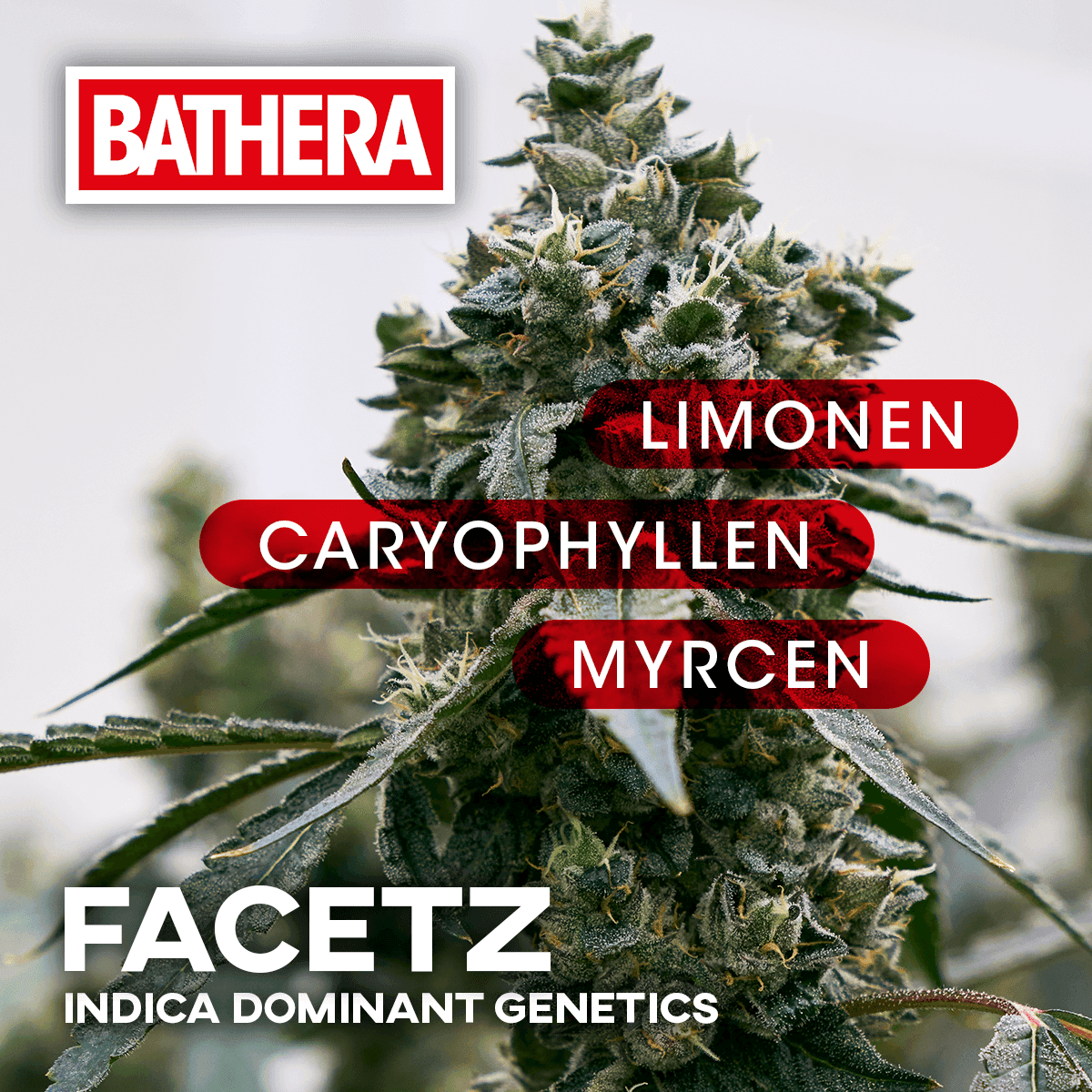 Bathera 30/1 FA Facetz