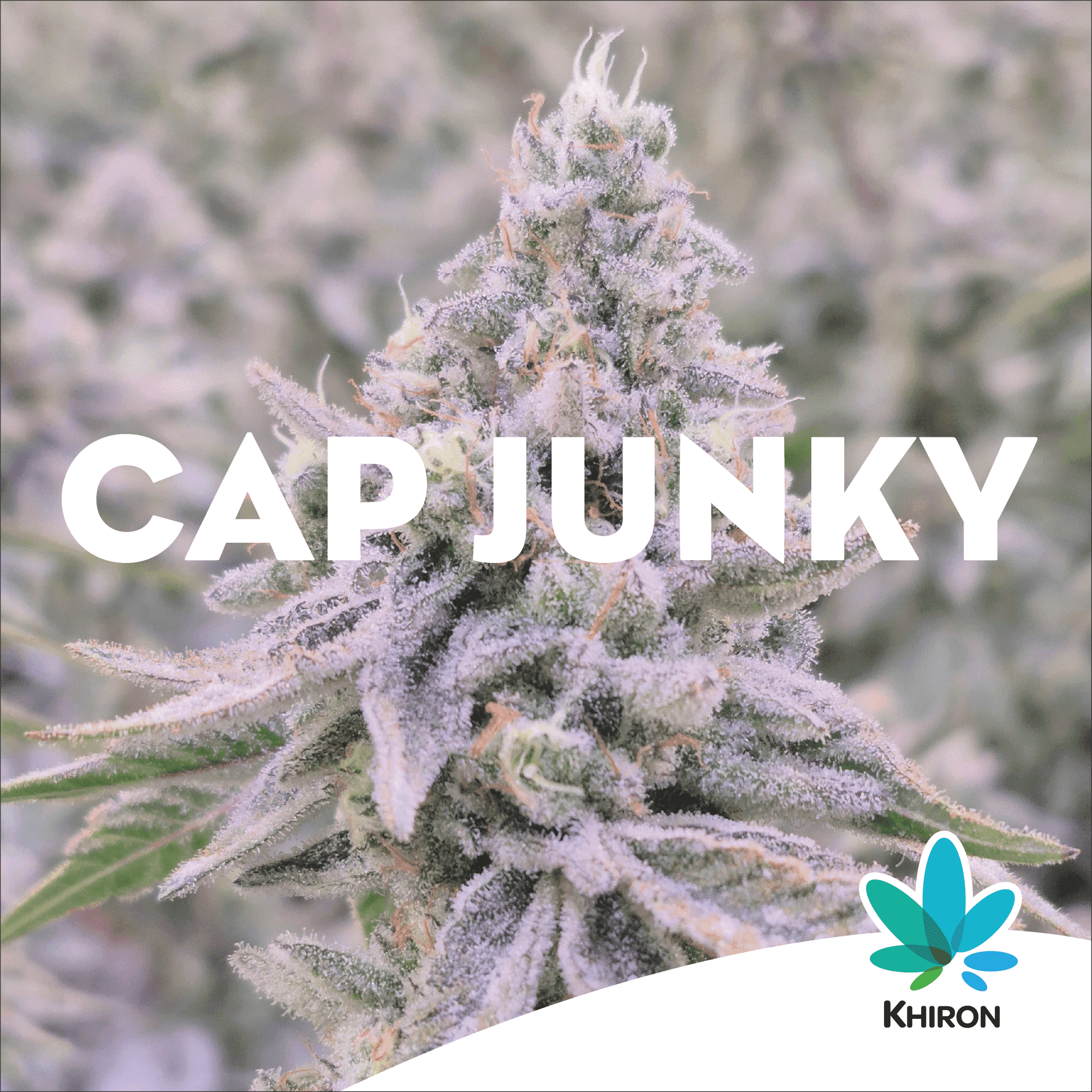 Khiron CJ 27/1 Cap Junky