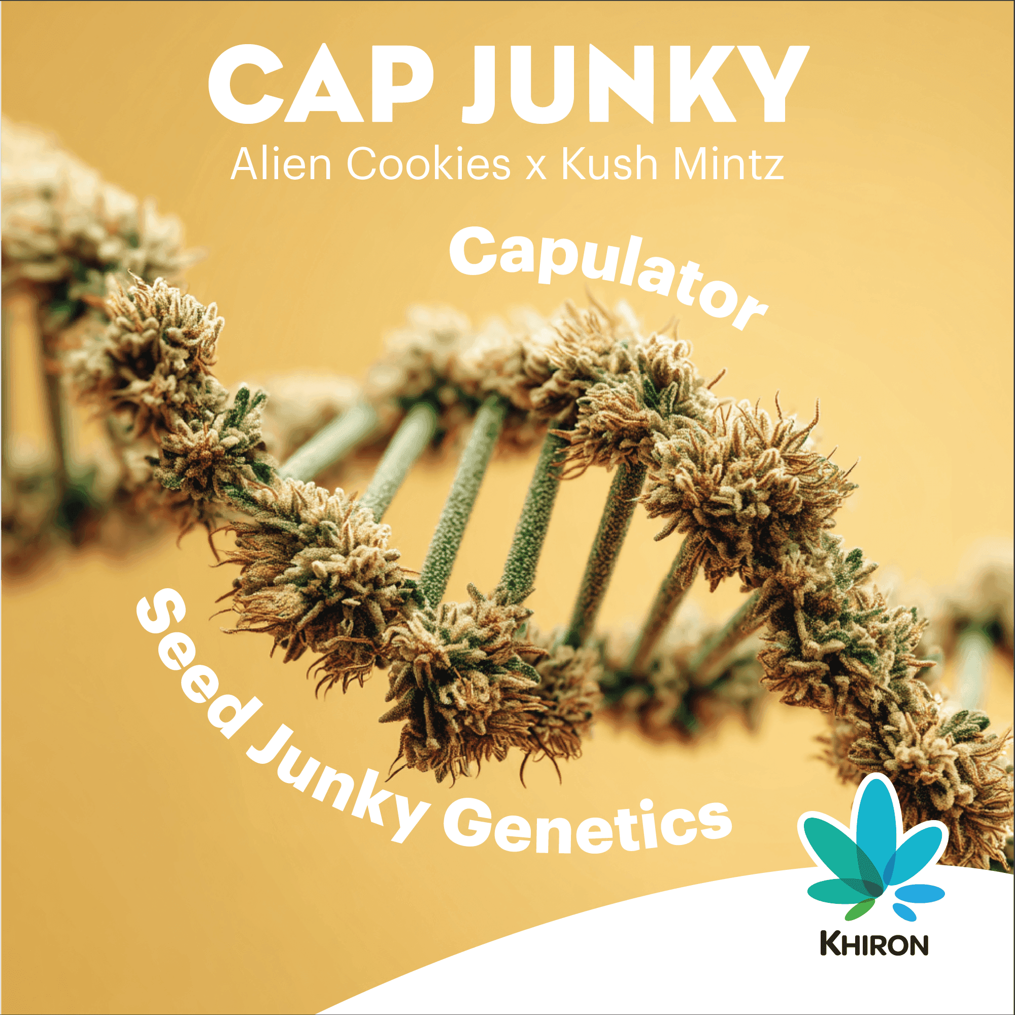 Khiron CJ 27/1 Cap Junky