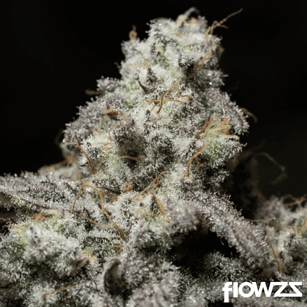 J.R. Strain GP 28/1 Gastro Pop