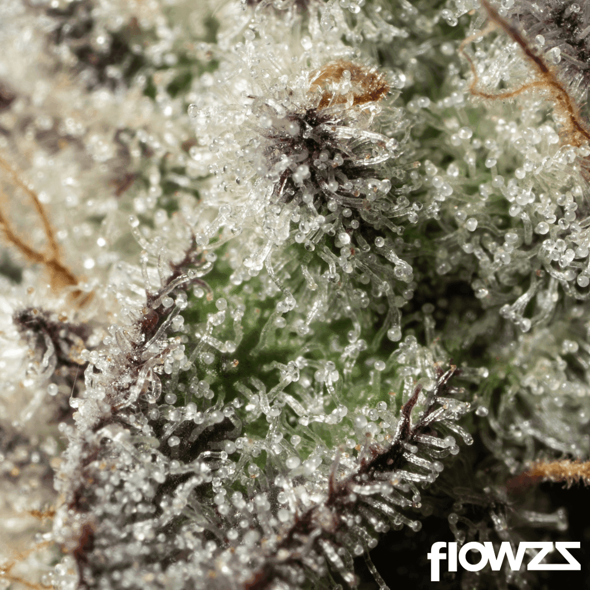 J.R. Strain GP 28/1 Gastro Pop