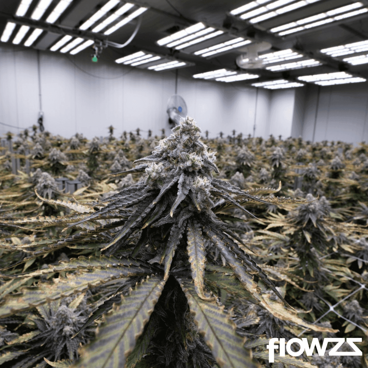 J.R. Strain GP 28/1 Gastro Pop