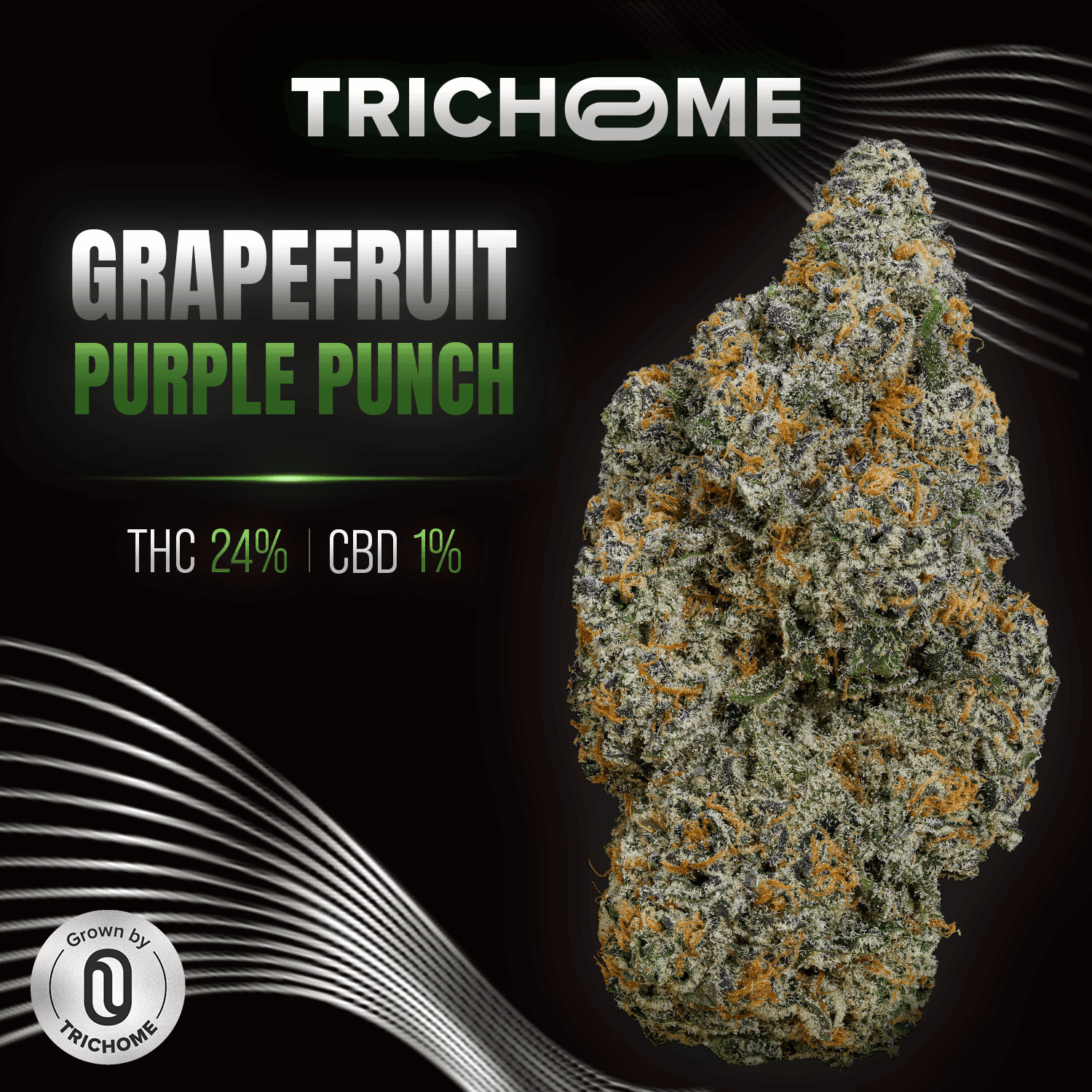 AMP Trichome GPP THC24 Grapefruit Purple Punch