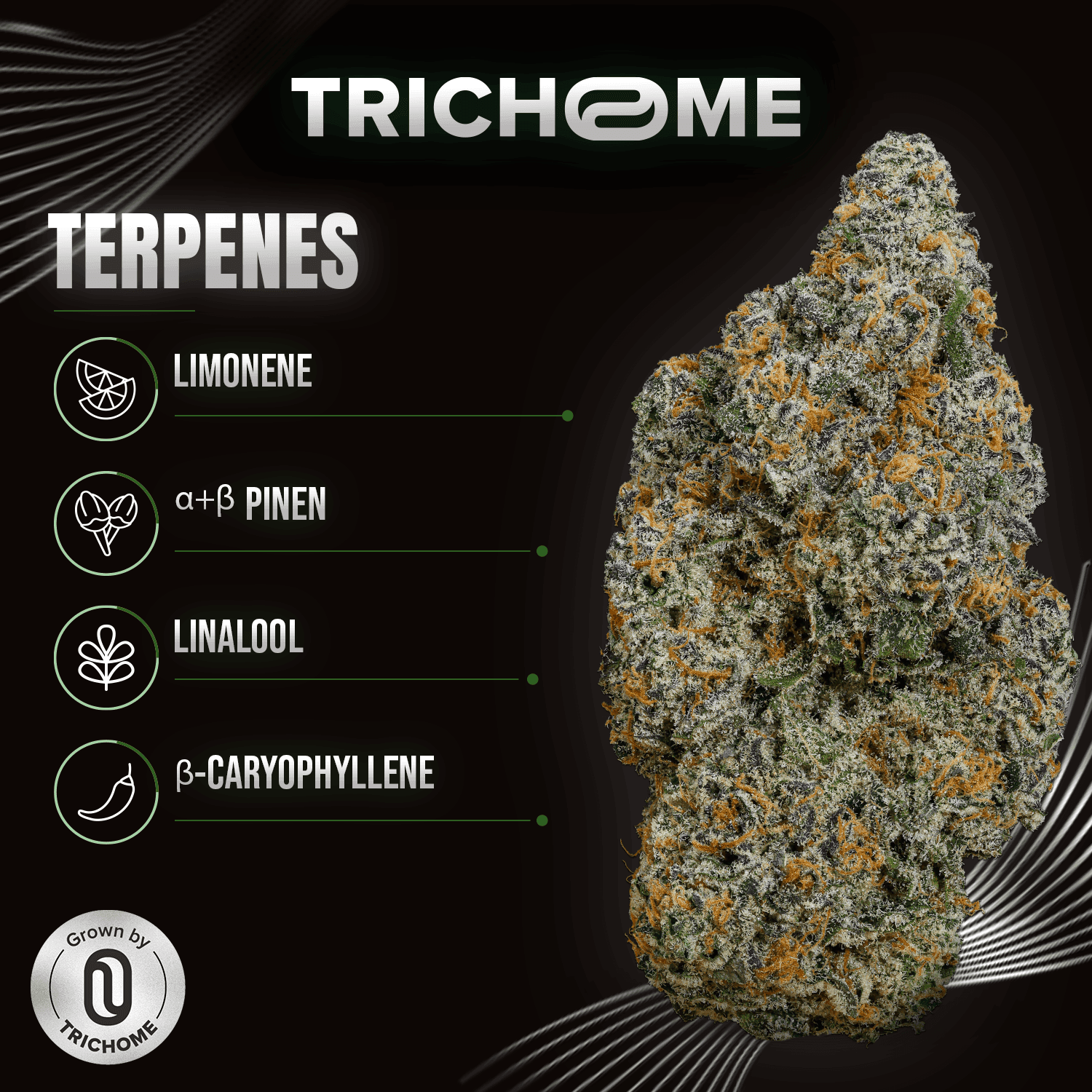  AMP Trichome GPP THC24 Grapefruit Purple Punch