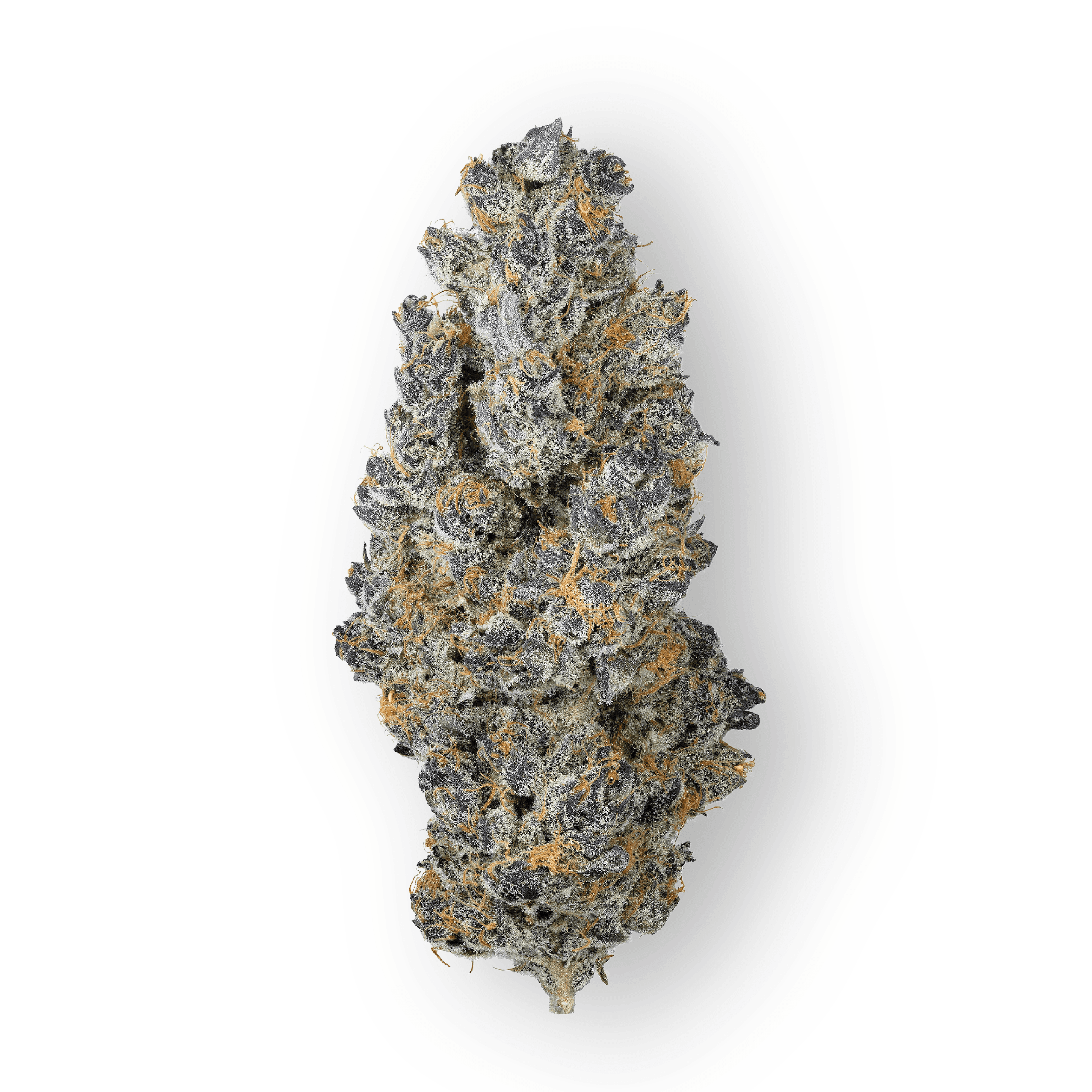 PURPLEFARM 28/1 HB Halle Berry