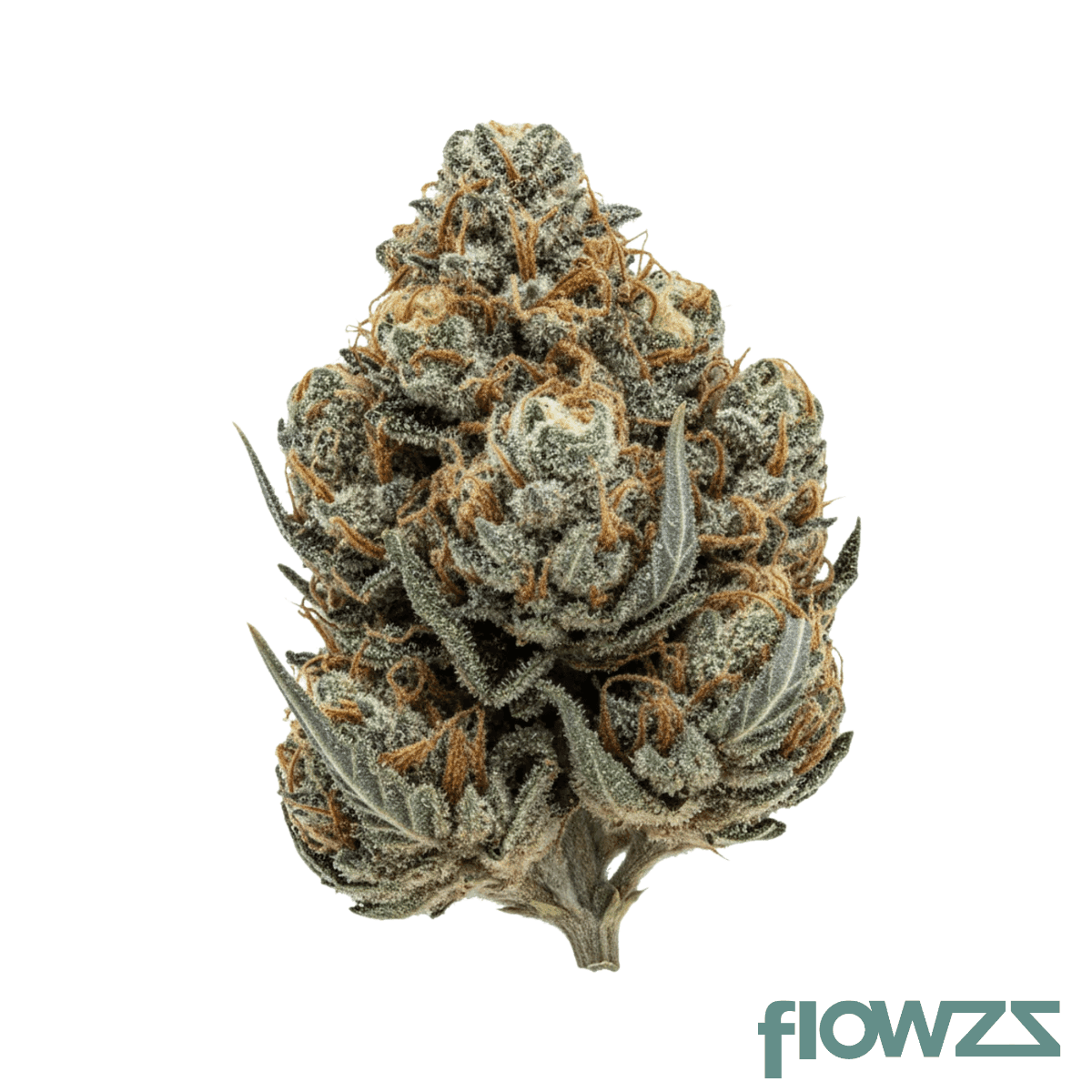 jr-strain-gp-32-1-gastro-pop