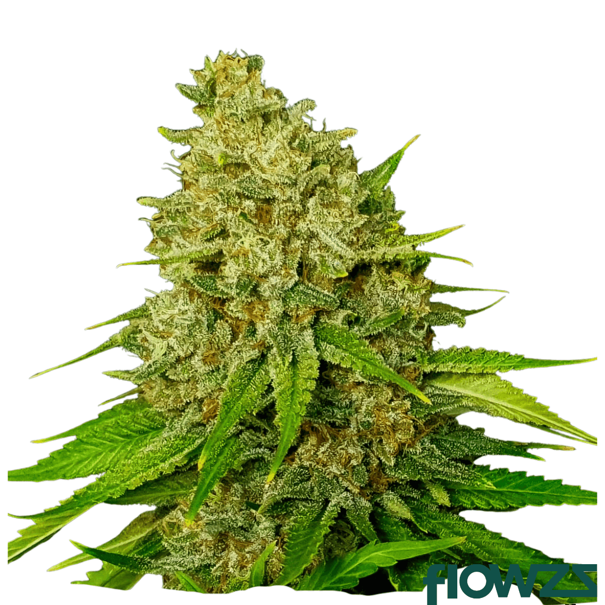 phantasia-purp-cannabis