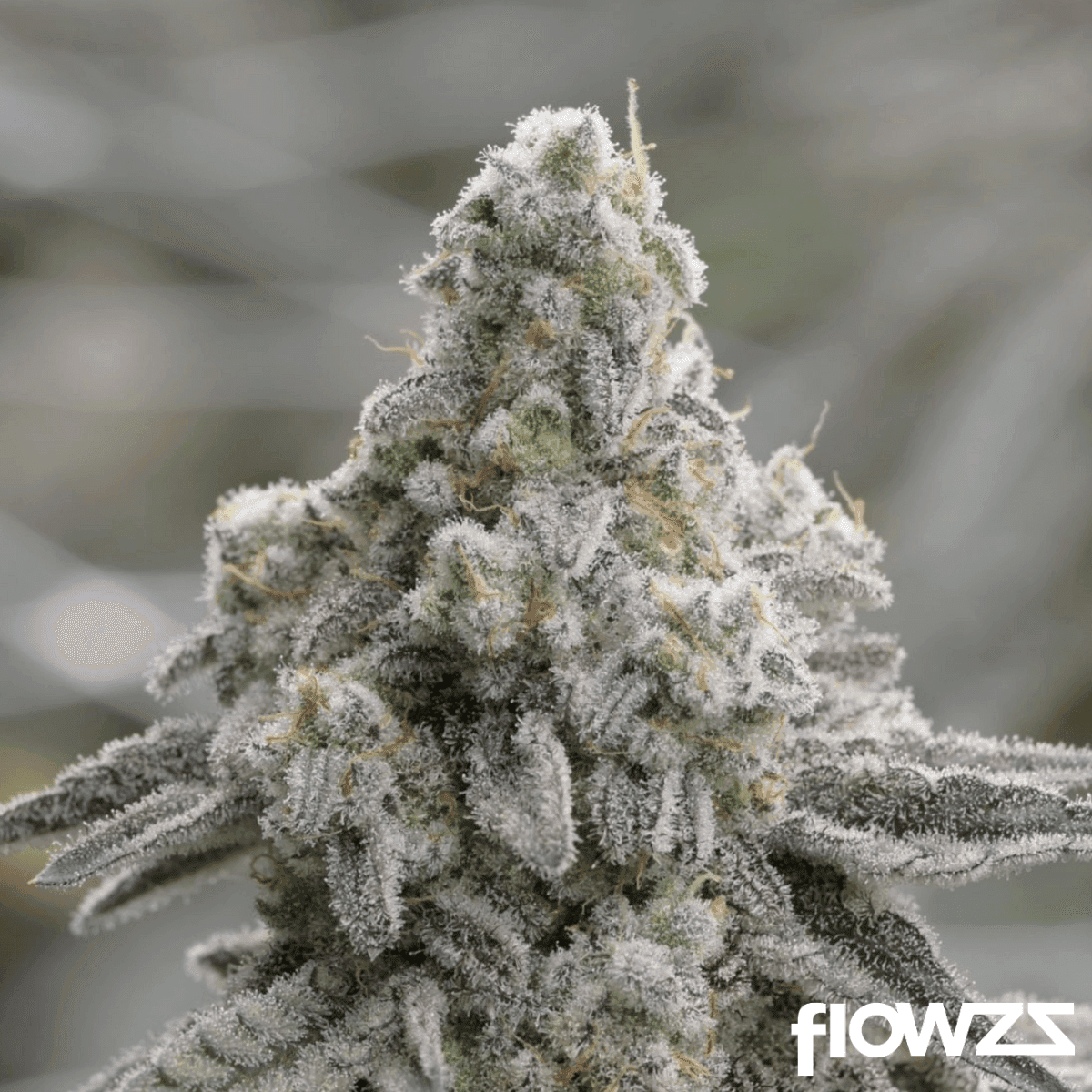 J.R. STRAIN L MAC 21/1 Lemon Mac