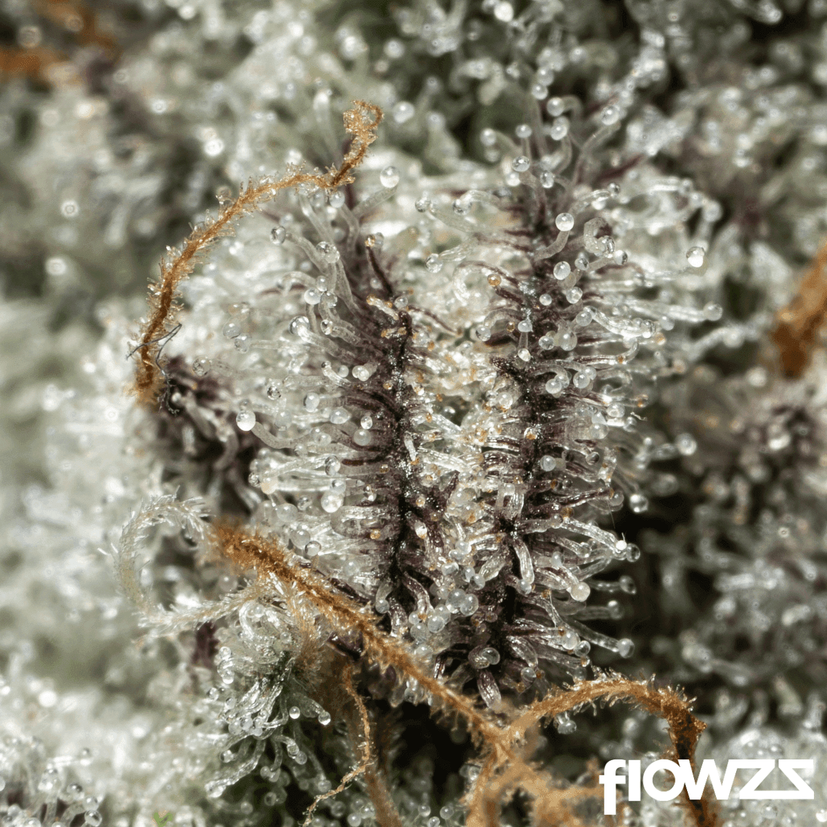 J.R. STRAIN L MAC 21/1 Lemon Mac