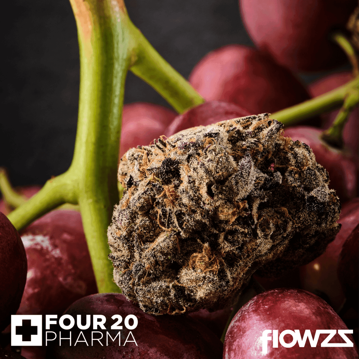 420 Evolution 27/1 CA MFG Modified Grapes