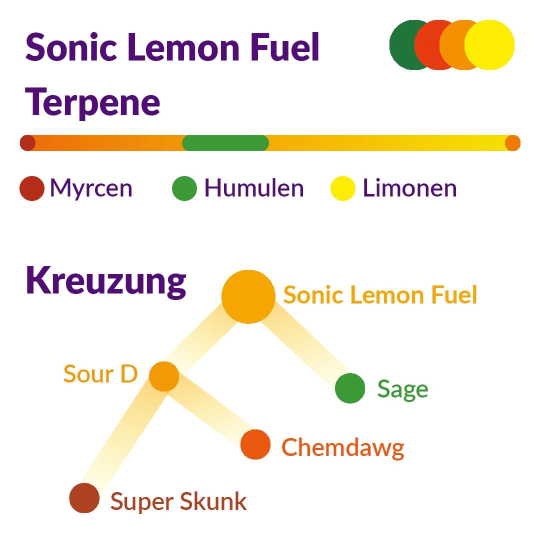 Peace Naturals 33/1 SL Sonic Lemon Fuel