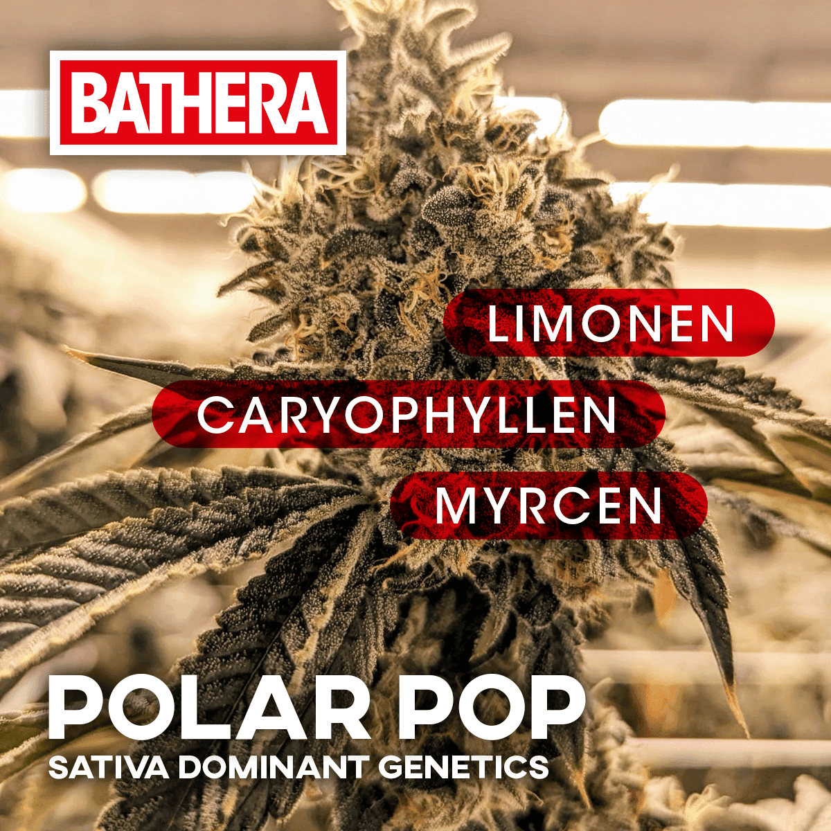 Bathera 35/1 PP Polar Pop