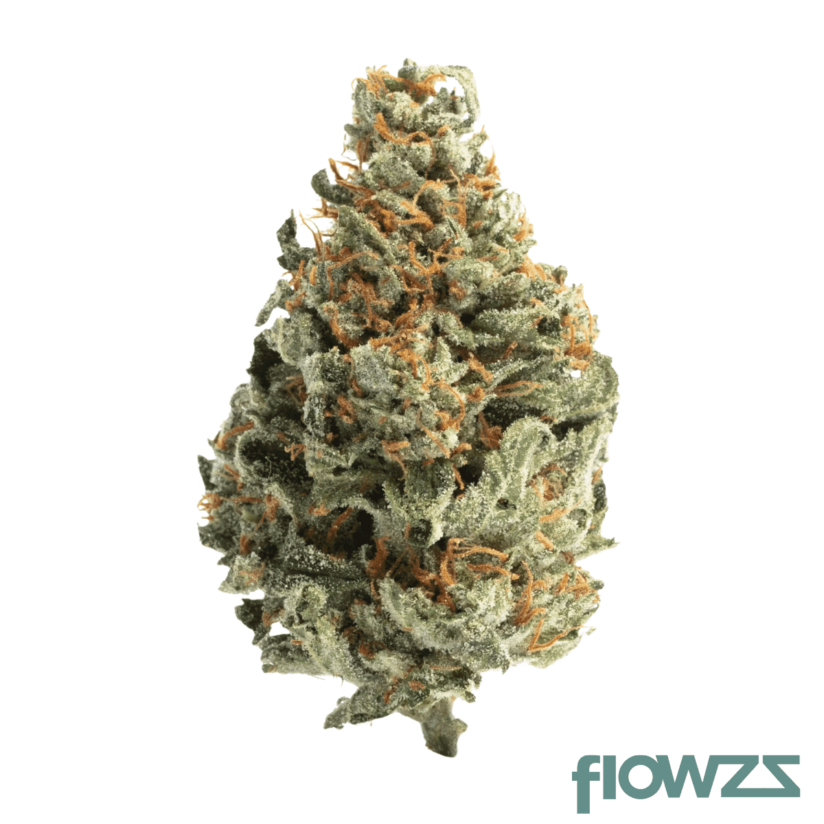 pop-up-no-42-white-runtz