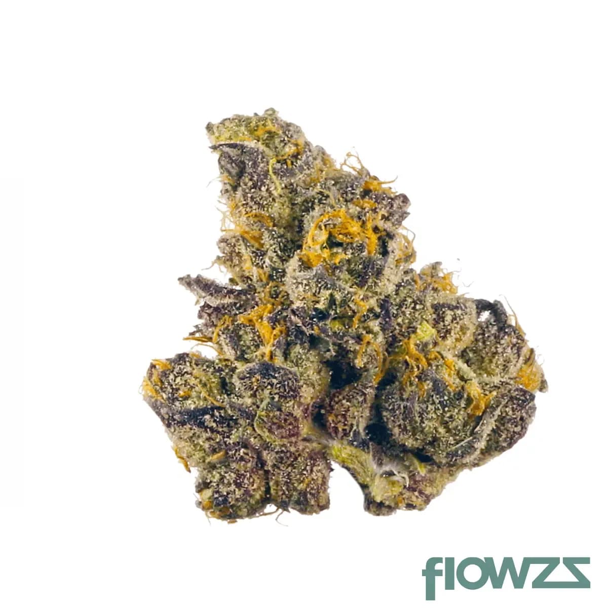 eufloria-27-1-pch-purple-churro