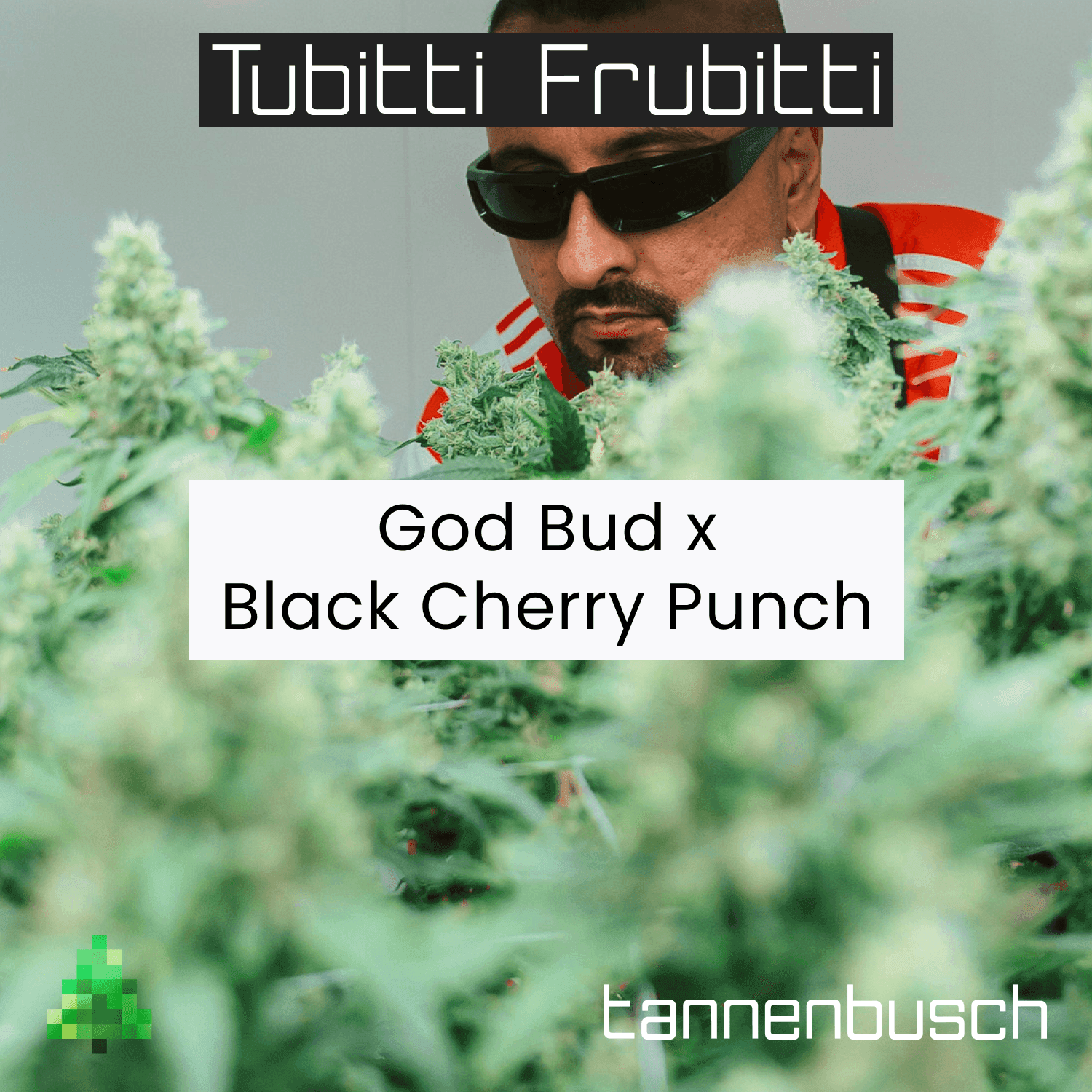 Tannenbusch 28/1 TF Tubitti Frubitti
