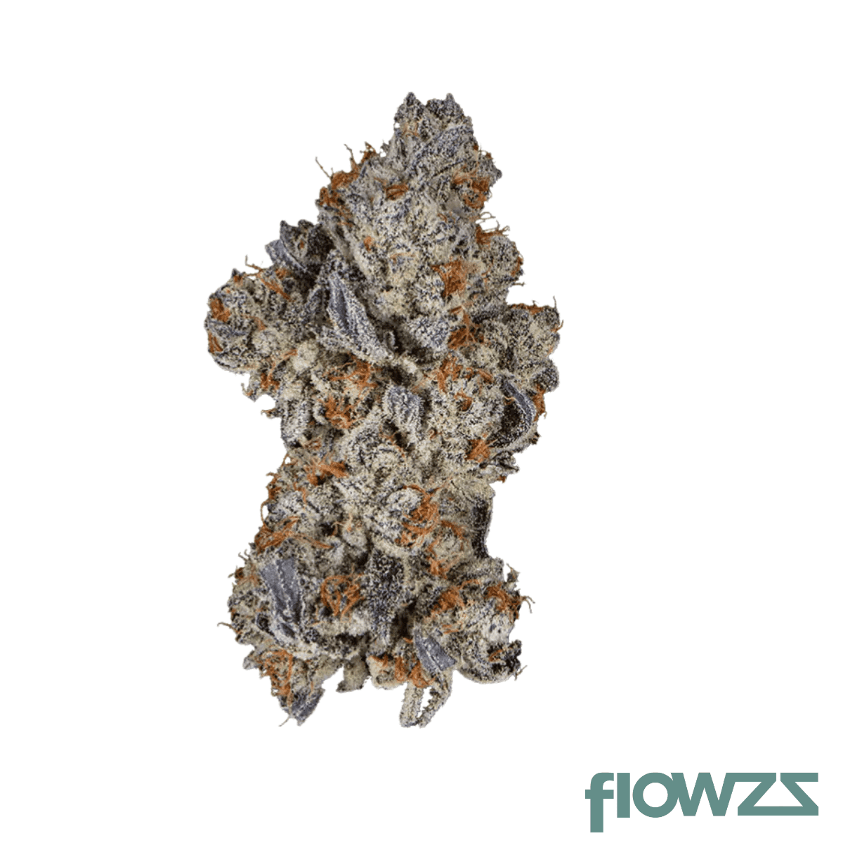 nice-31-1-sce-space-center