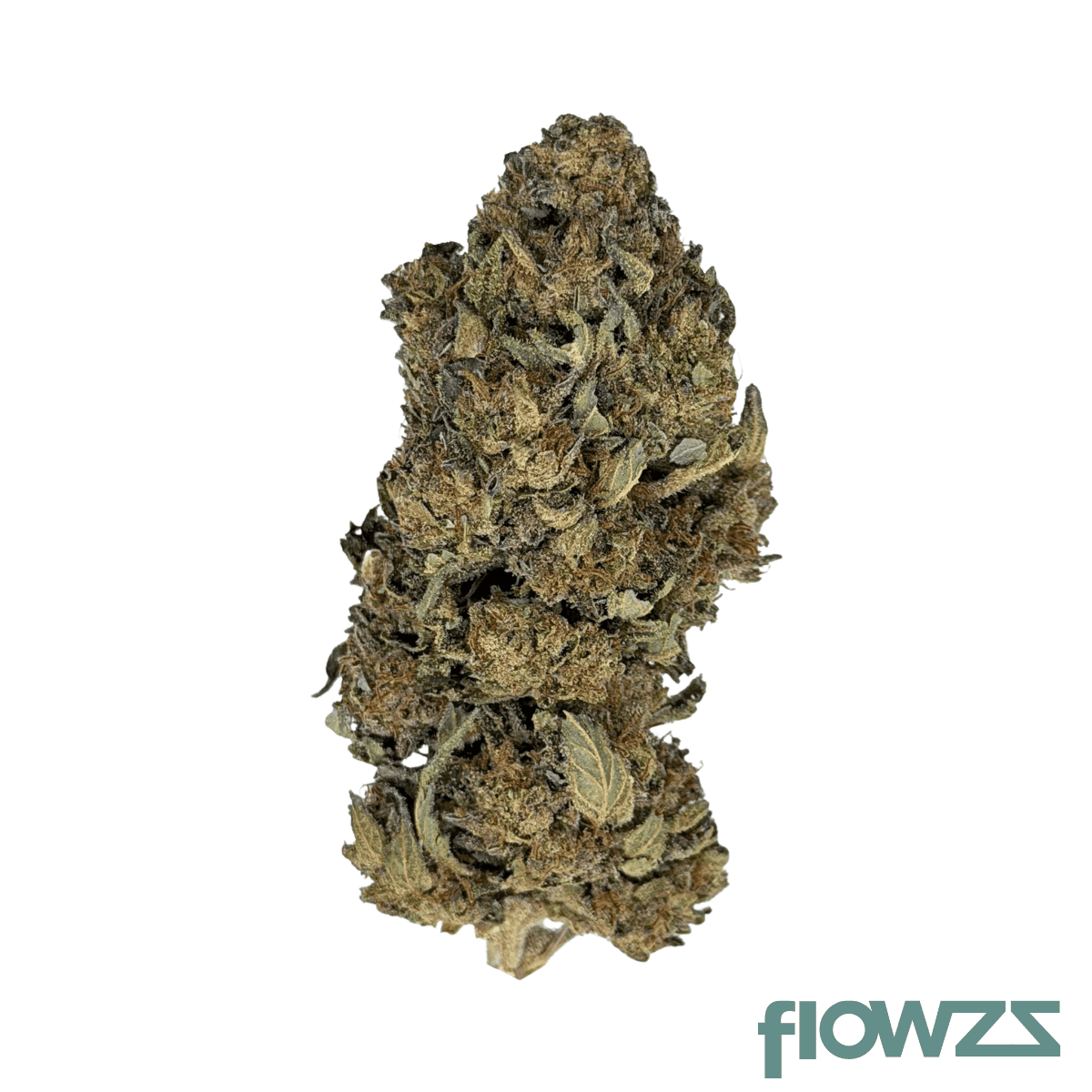 enua-27-1-dgb-ca-durban-gorilla