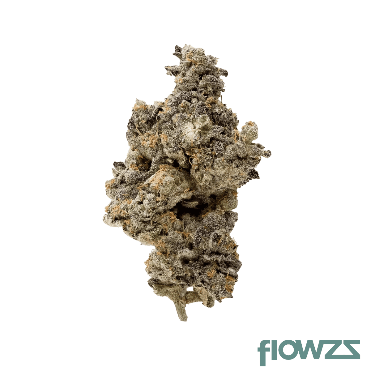 mh-medplant-forbidden-dreams-13-1