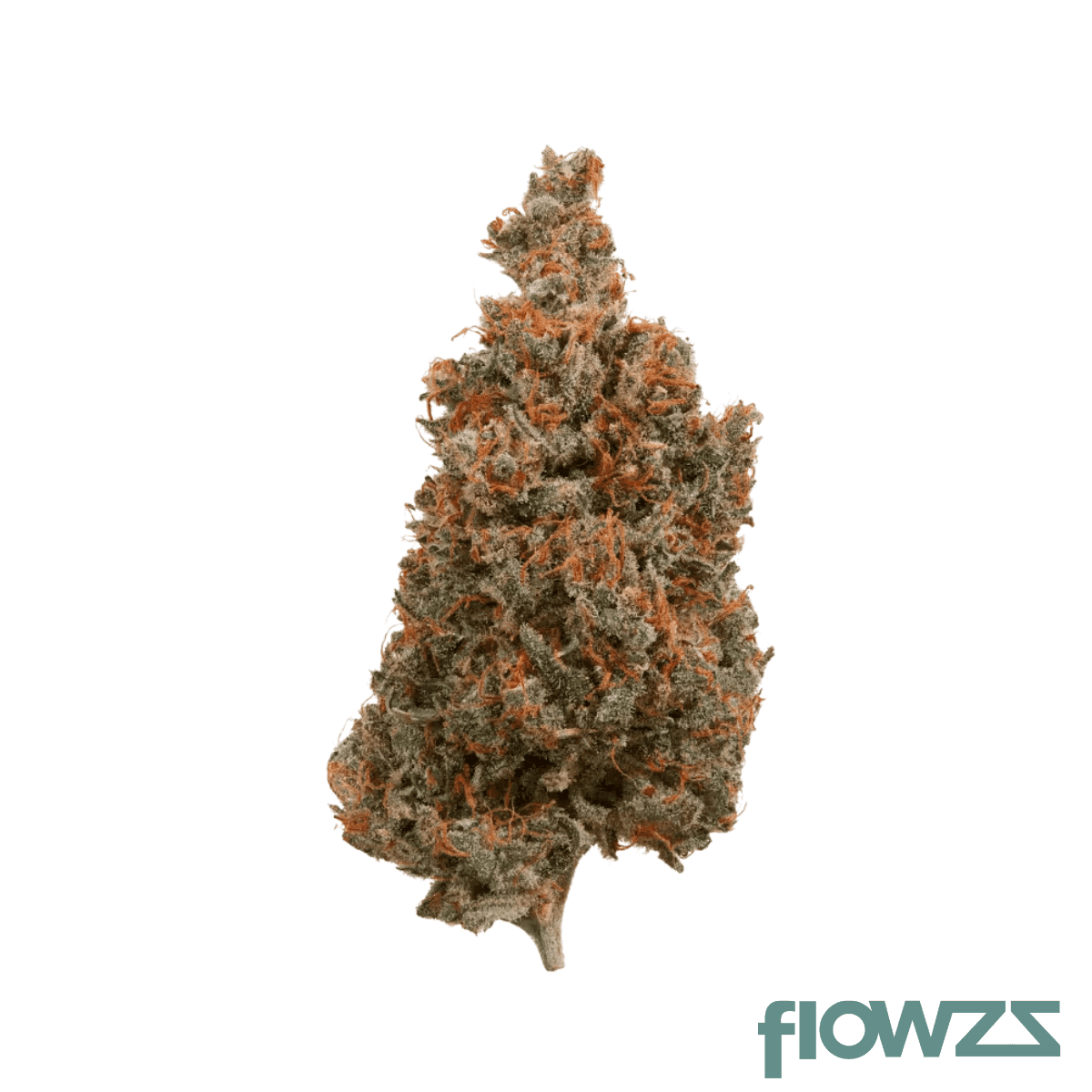 buoo-24-1-rp-lost-angel-afghan