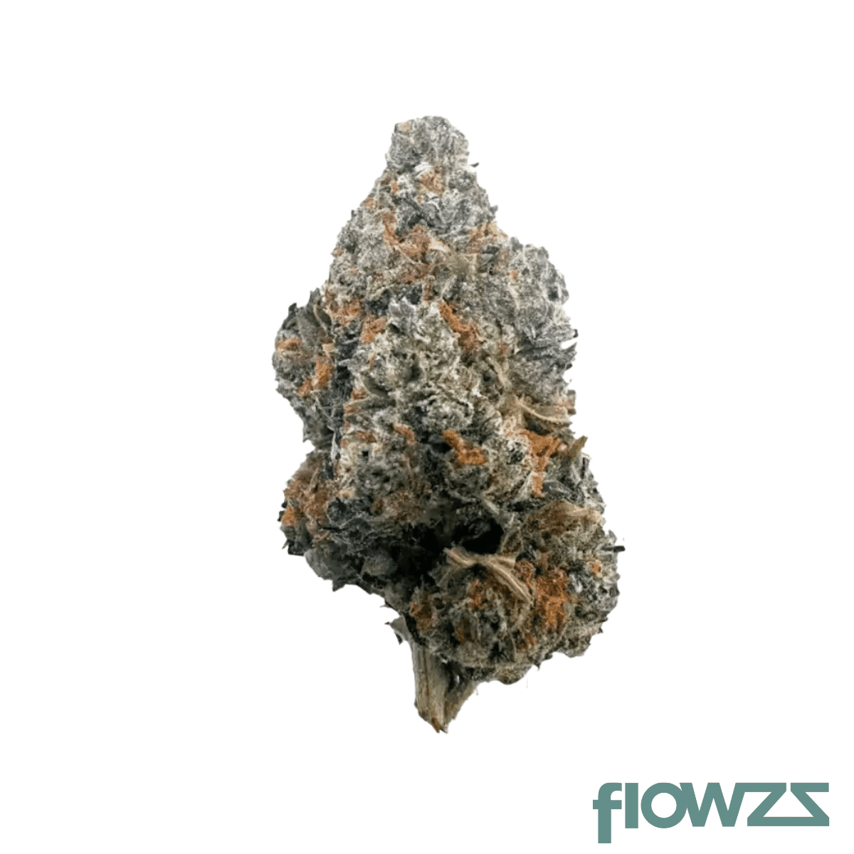 luana-24-1-gsc-girl-scout-cookies