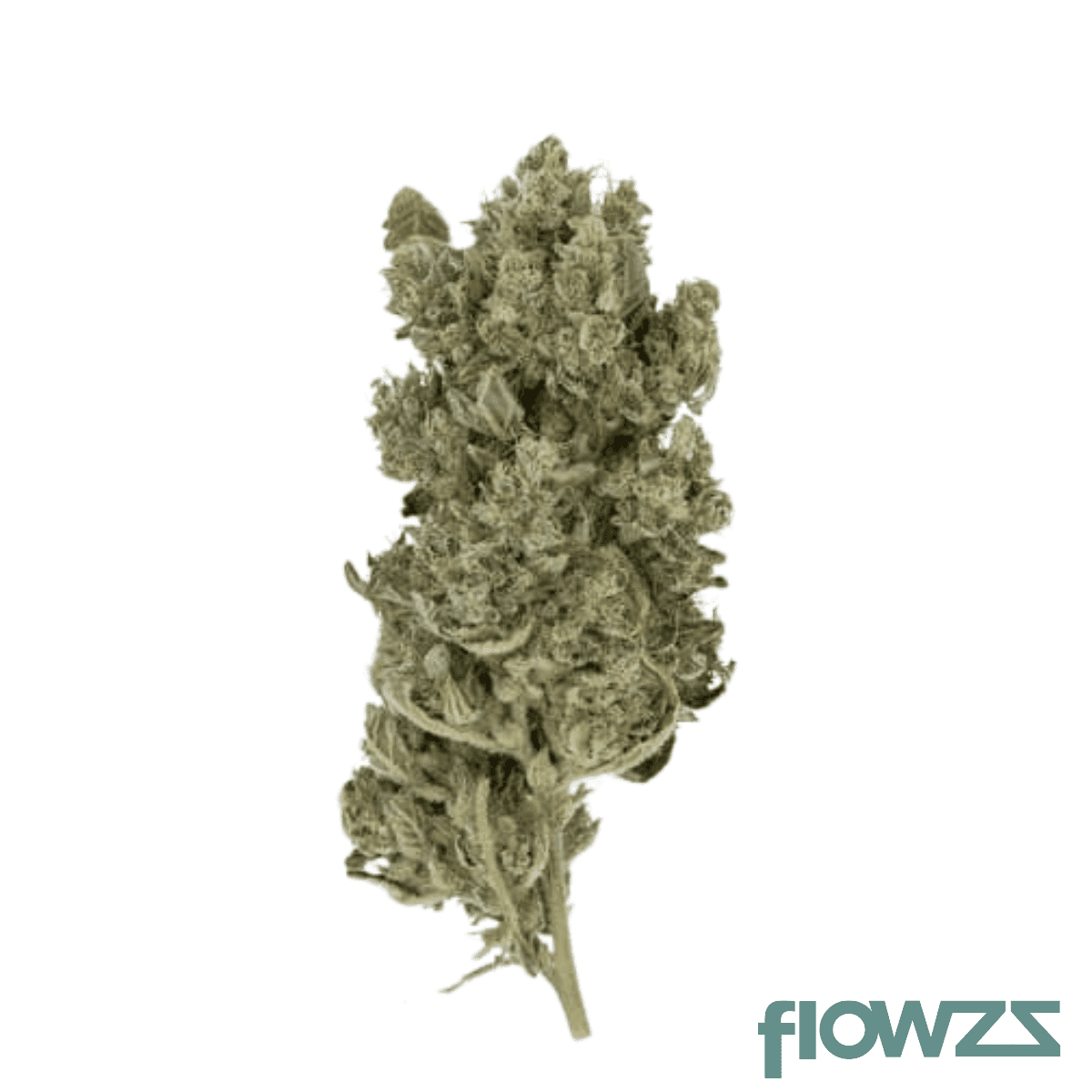 nero-27-1-biz-rgo-royal-gorilla