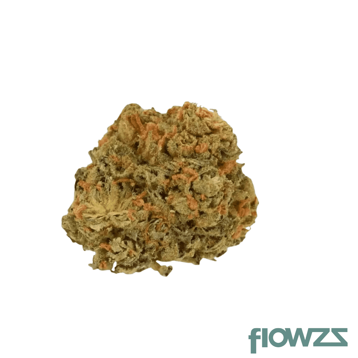 canify-28-1-csf-ku-solpina-magic