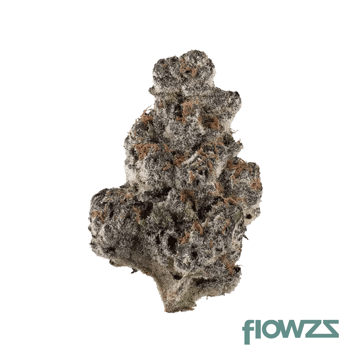 thc-akut-ohs-25-sherb-fritter