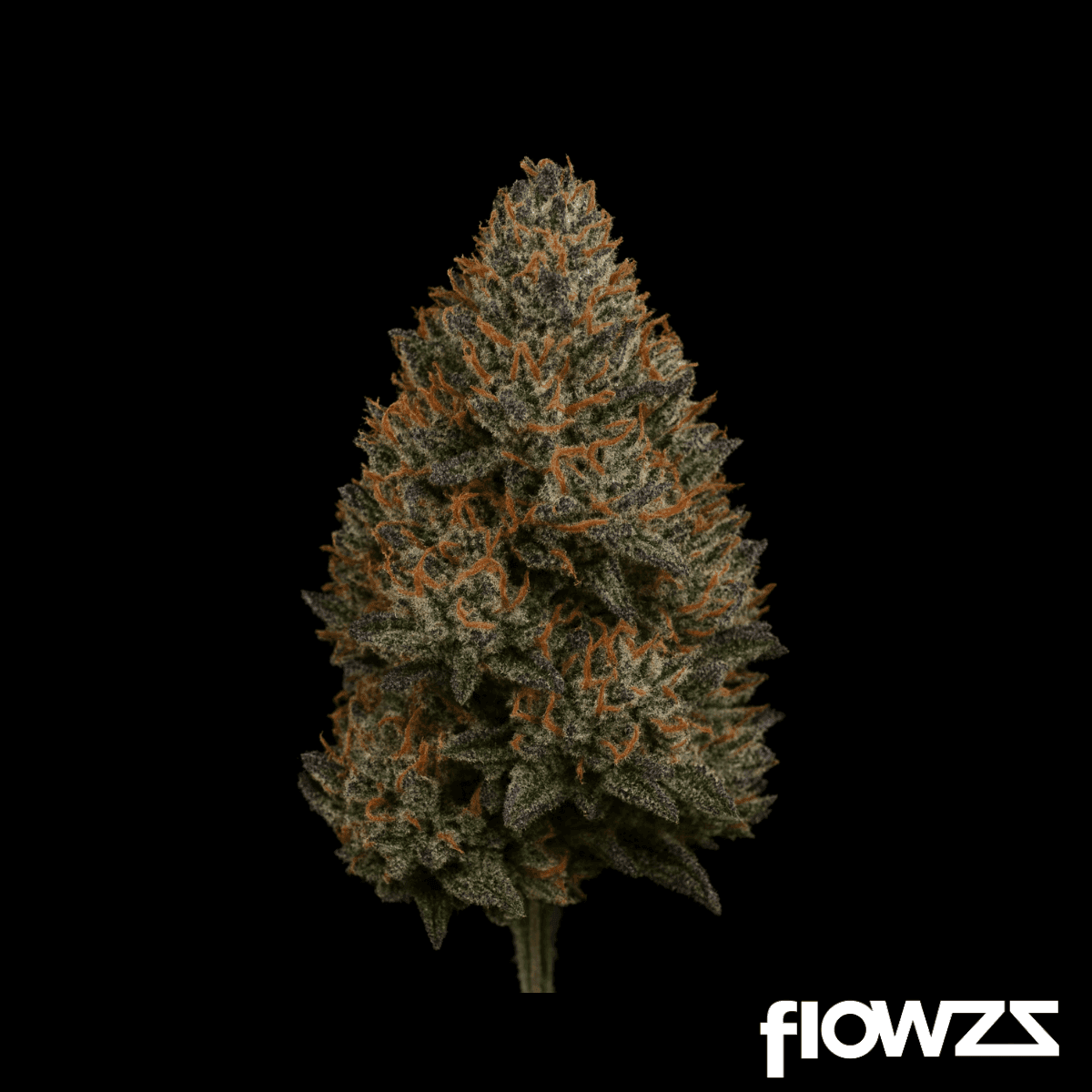 APEX KHZ PT Karels Haze