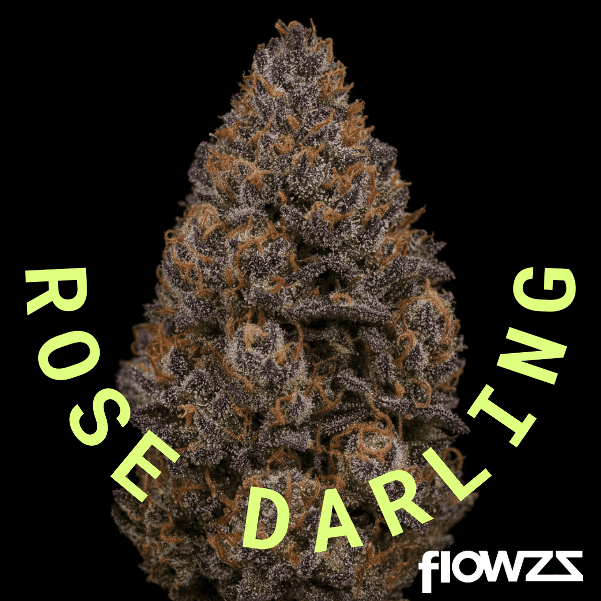 stabil-ros-pt-26-rose-darling