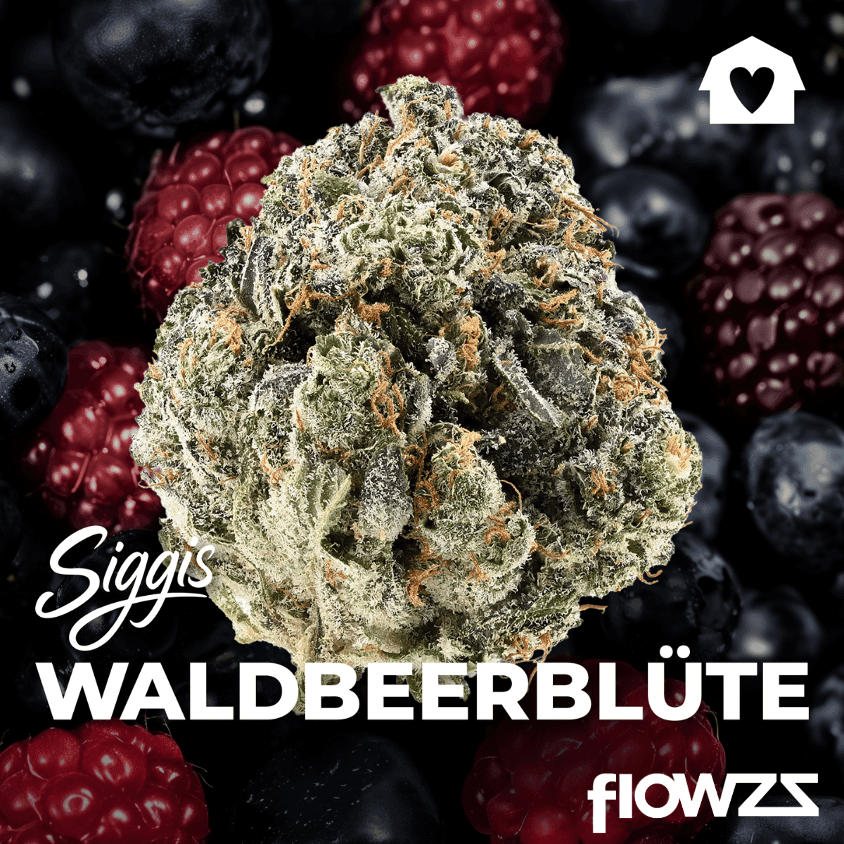 Siggis WBLT 22:01 Siggis Waldbeerblüte