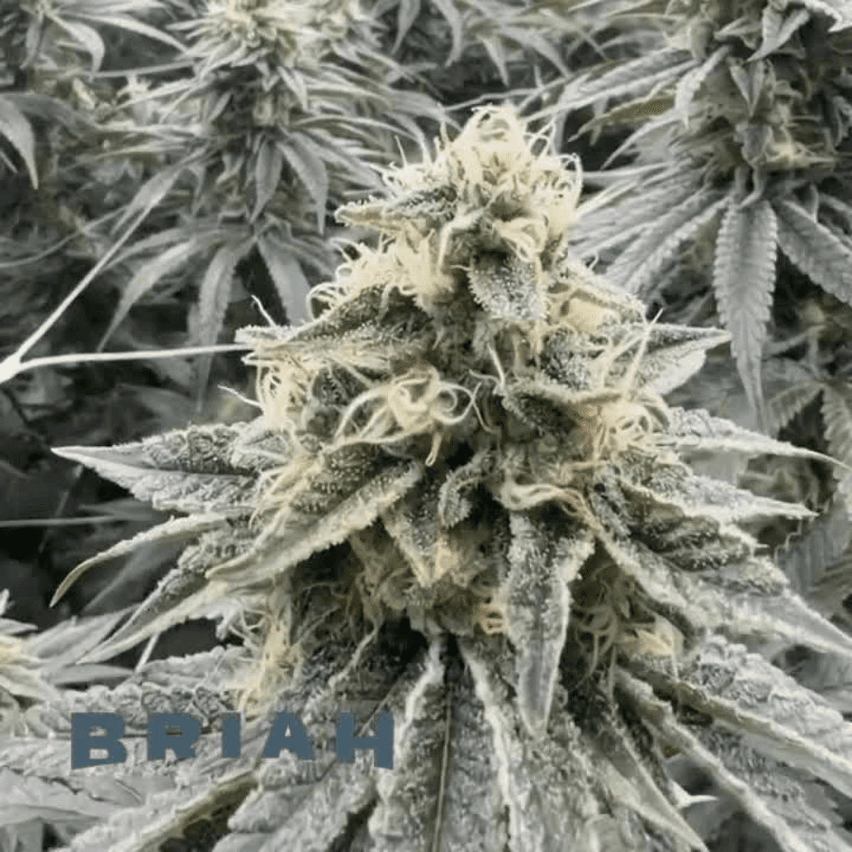 Briah GP 29 Grape Pie